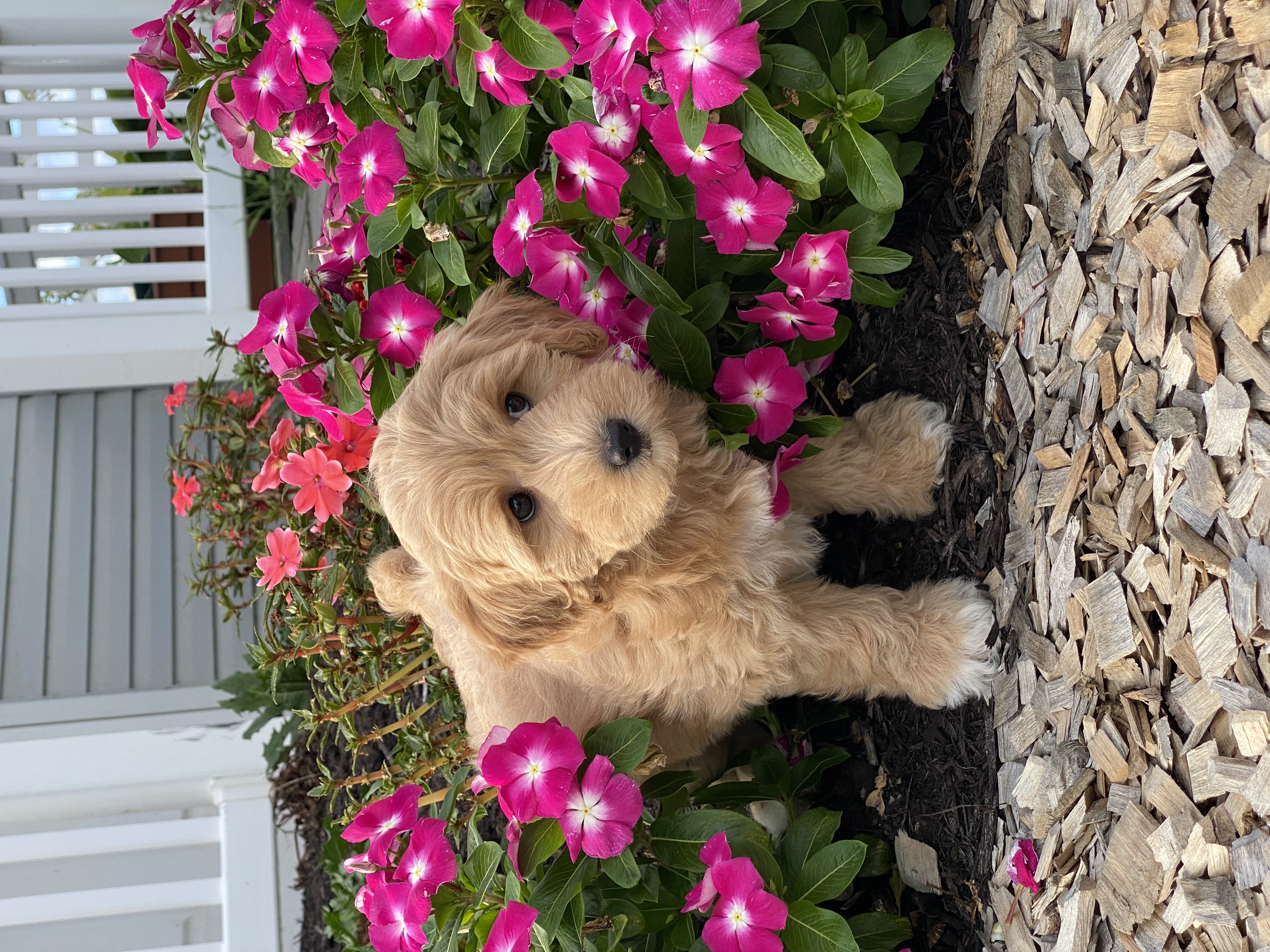 puppy, for, sale, Pooton, Curtis  Martin, dog, breeder, Seneca Falls, NY, dog-breeder, puppy-for-sale, forsale, nearby, find, puppyfind, locator, puppylocator, aca