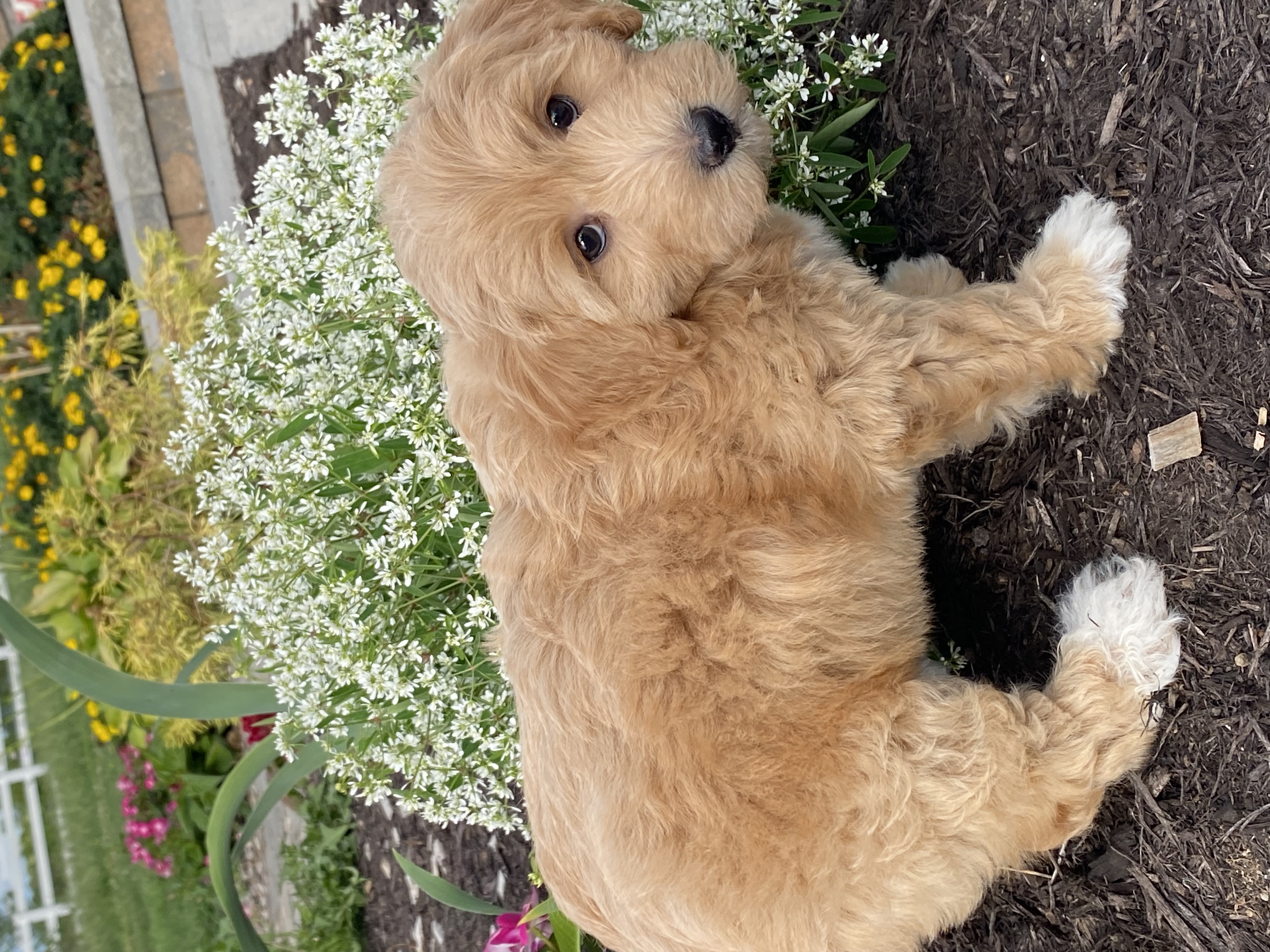 puppy, for, sale, Pooton, Curtis  Martin, dog, breeder, Seneca Falls, NY, dog-breeder, puppy-for-sale, forsale, nearby, find, puppyfind, locator, puppylocator, aca