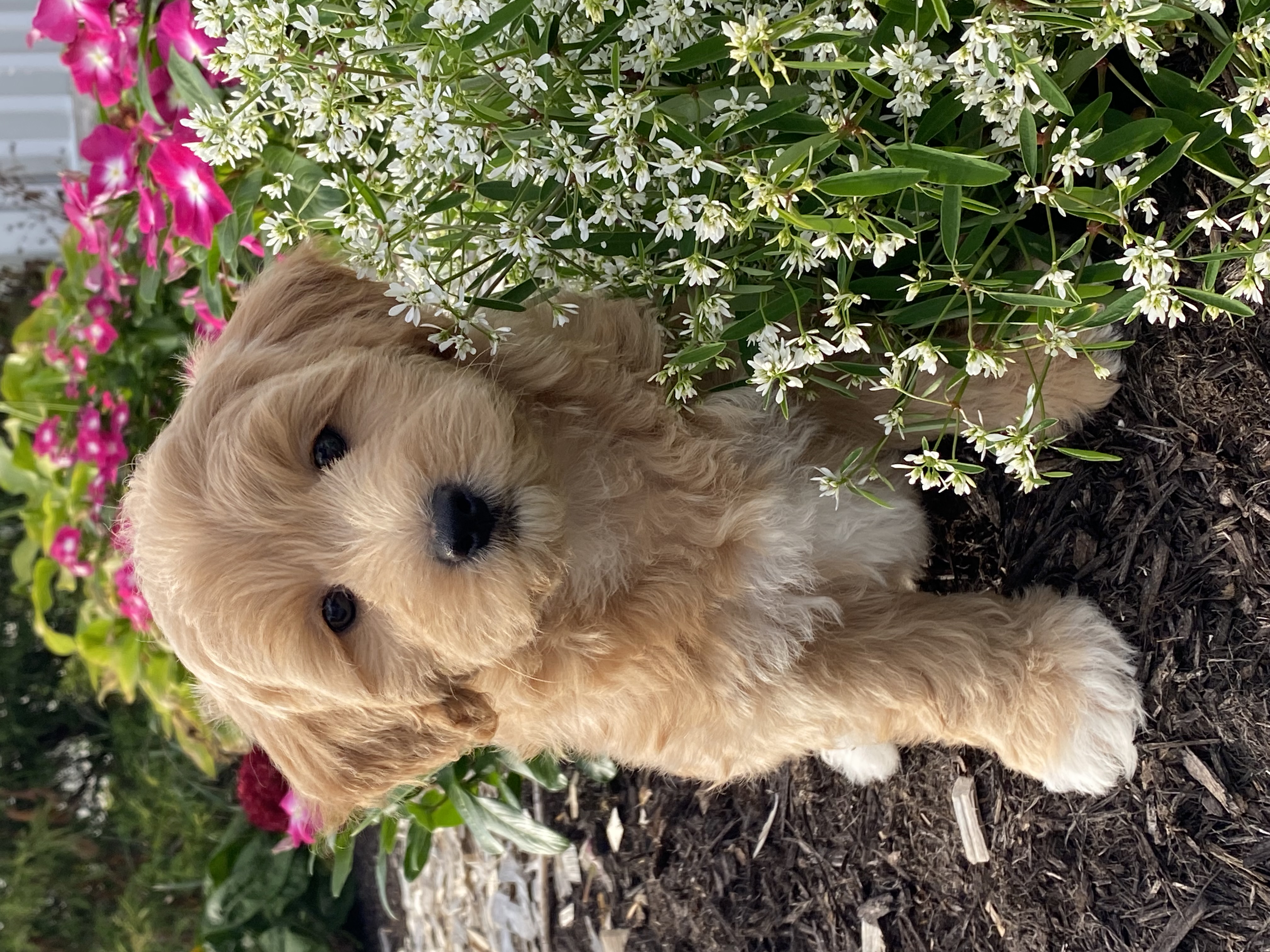 puppy, for, sale, Pooton, Curtis  Martin, dog, breeder, Seneca Falls, NY, dog-breeder, puppy-for-sale, forsale, nearby, find, puppyfind, locator, puppylocator, aca