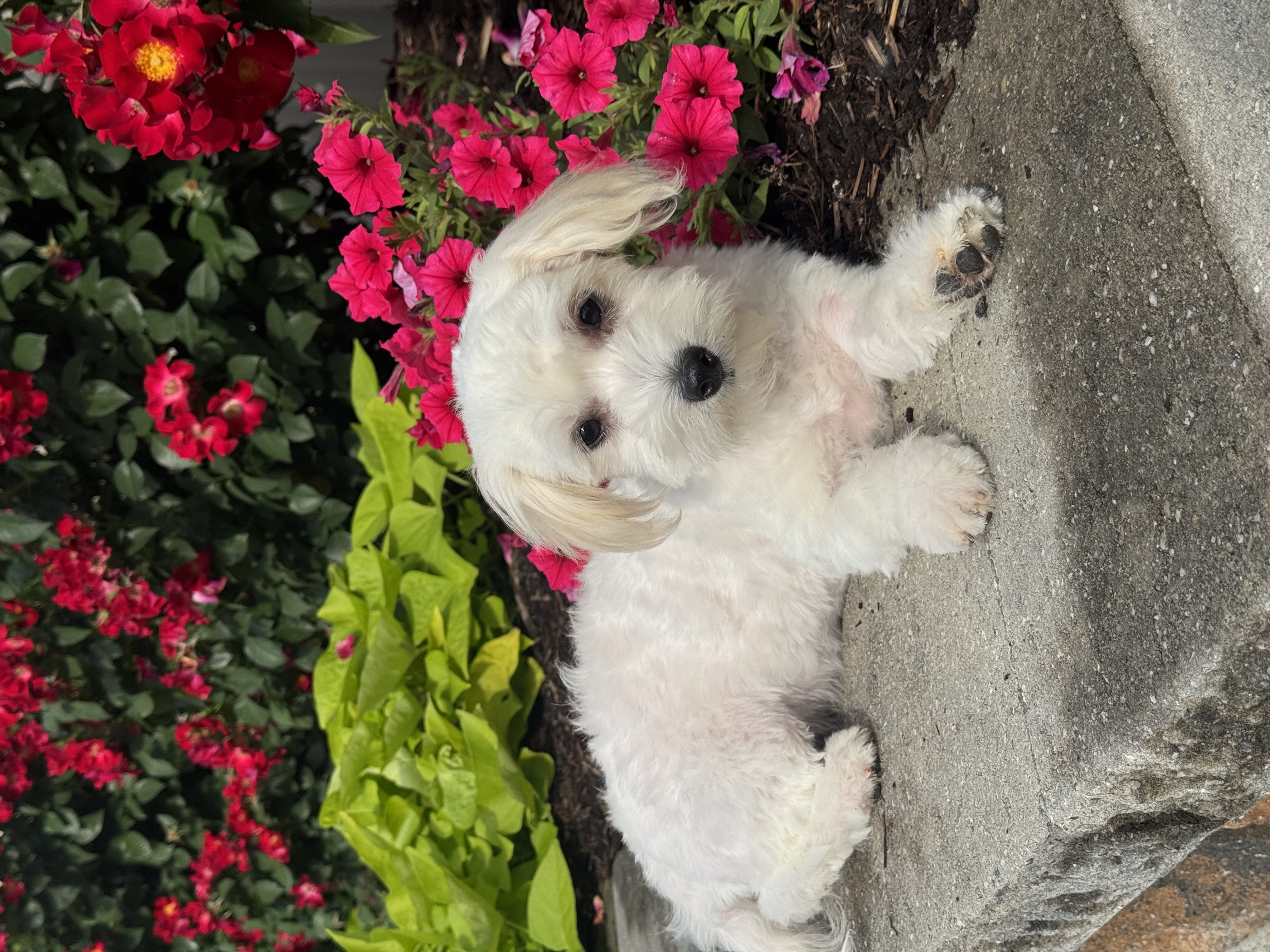 puppy photo
