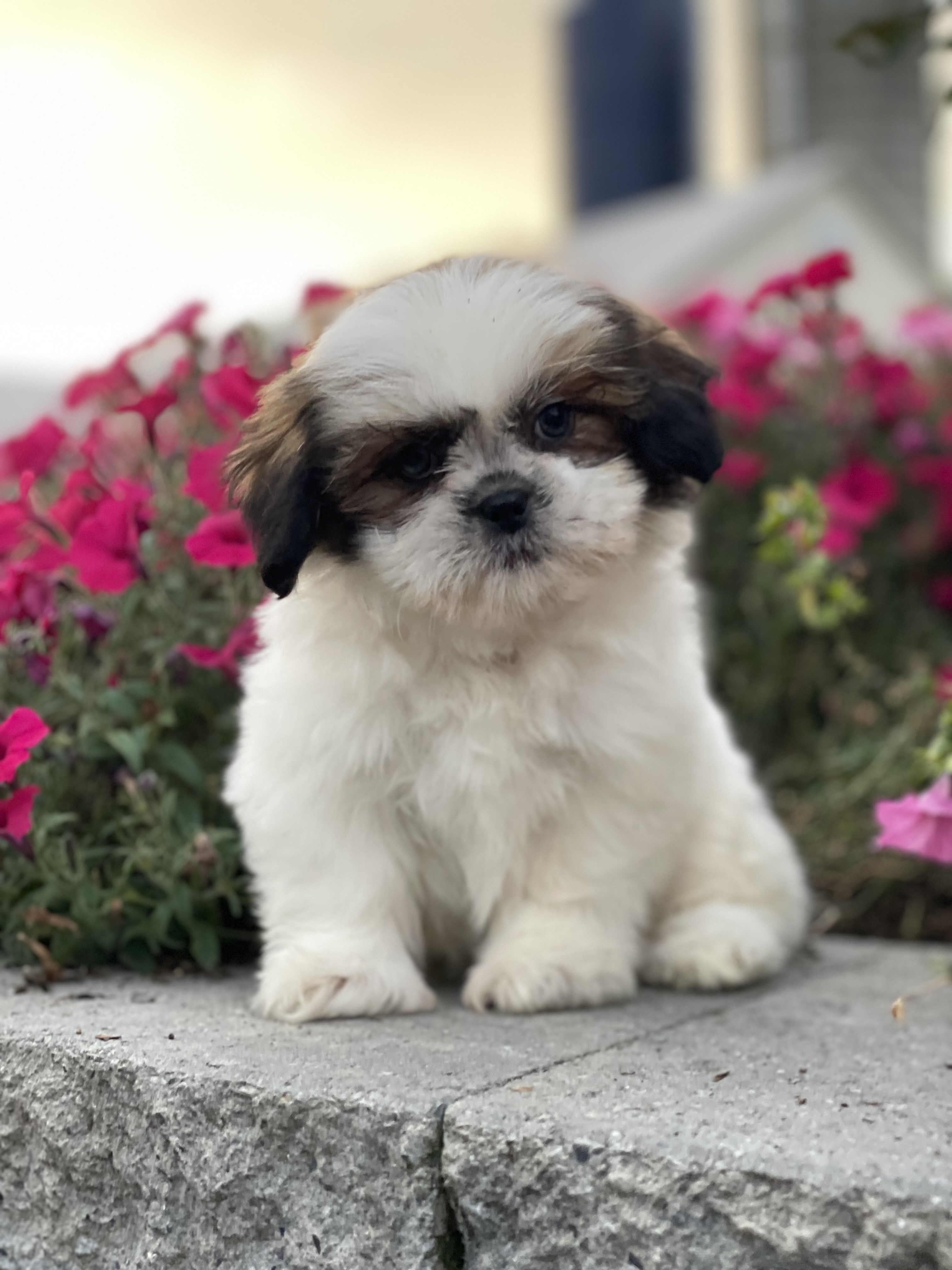 puppy, for, sale, Shih Tzu, Curtis  Martin, dog, breeder, Seneca Falls, NY, dog-breeder, puppy-for-sale, forsale, nearby, find, puppyfind, locator, puppylocator, aca