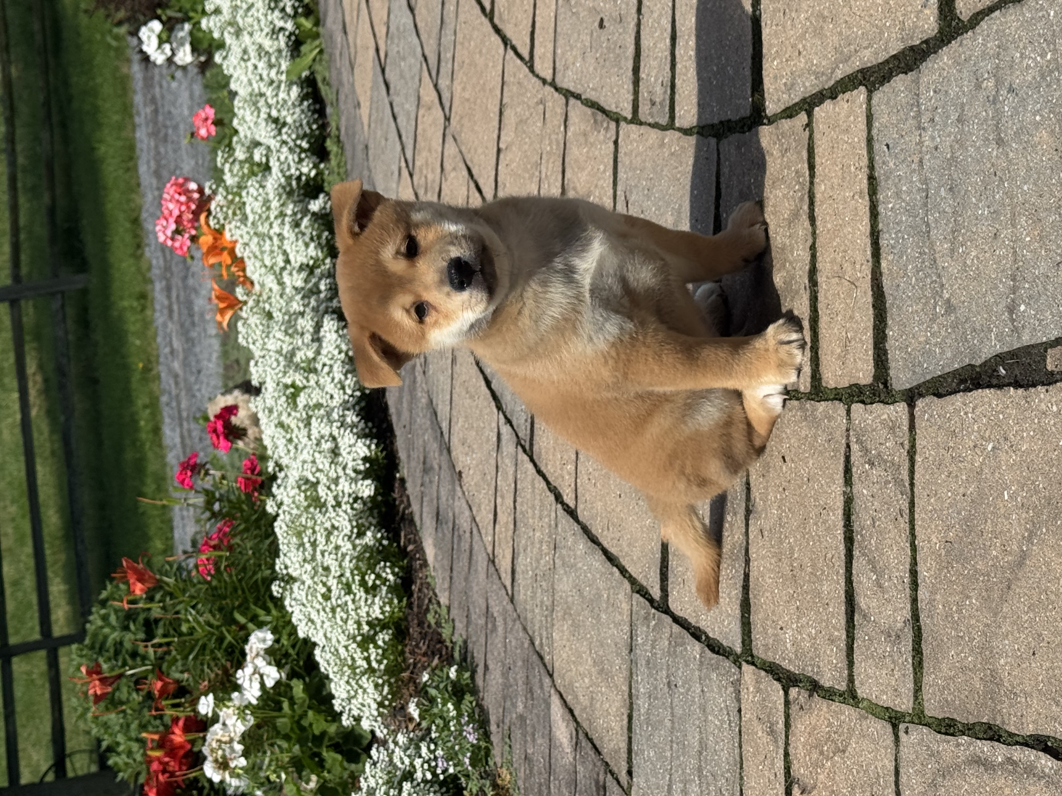 puppy photo