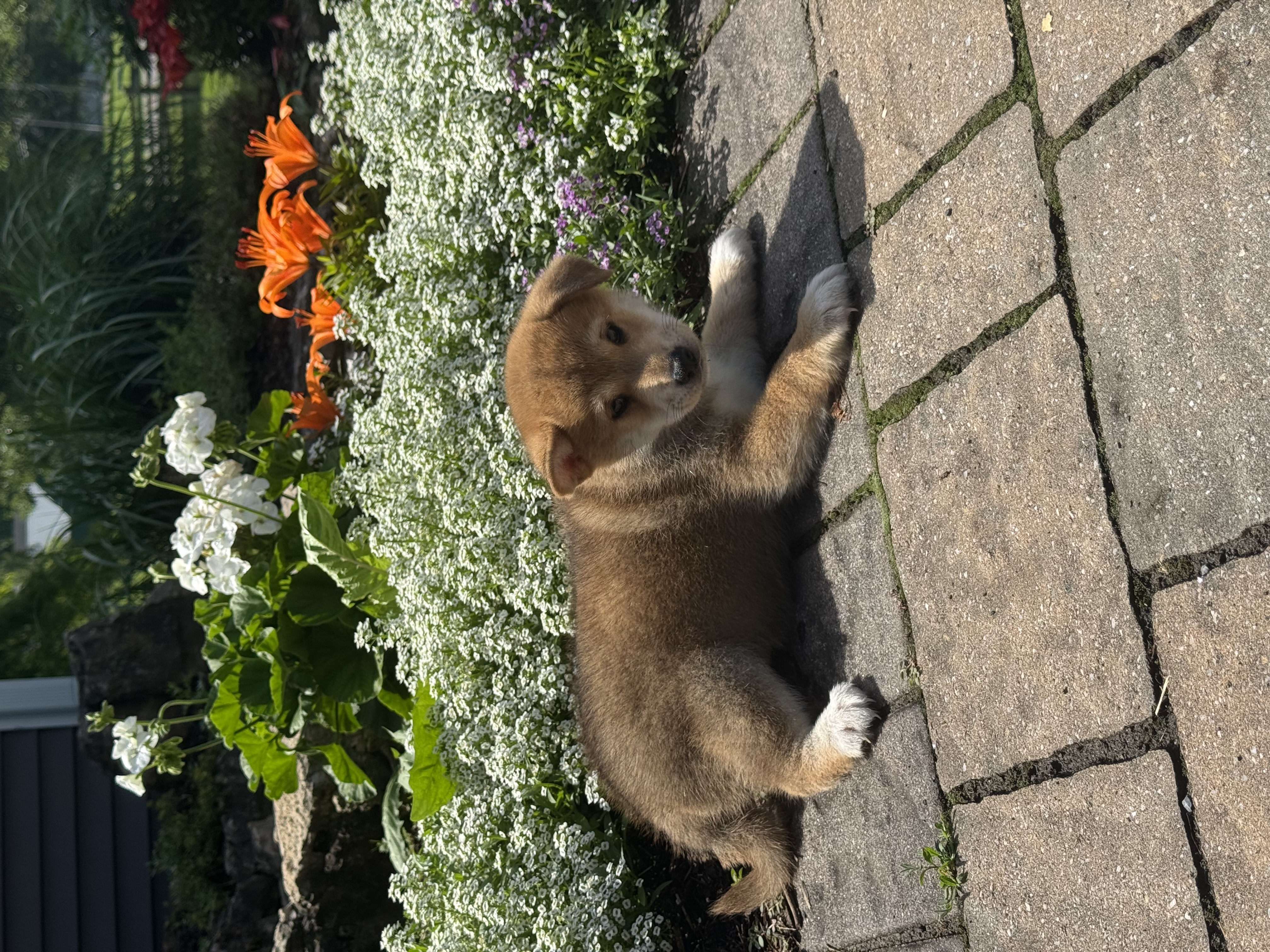 puppy photo