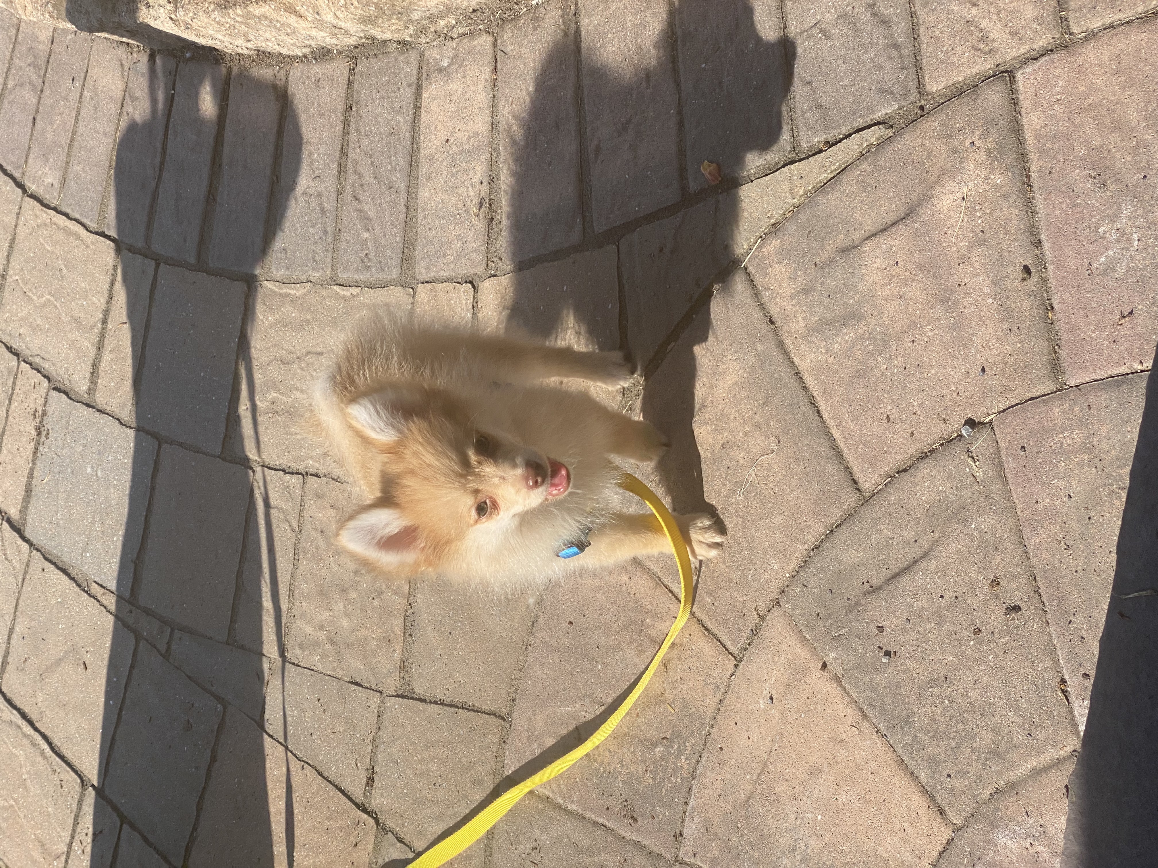 puppy, for, sale, Pomeranian, Curtis  Martin, dog, breeder, Seneca Falls, NY, dog-breeder, puppy-for-sale, forsale, nearby, find, puppyfind, locator, puppylocator, aca