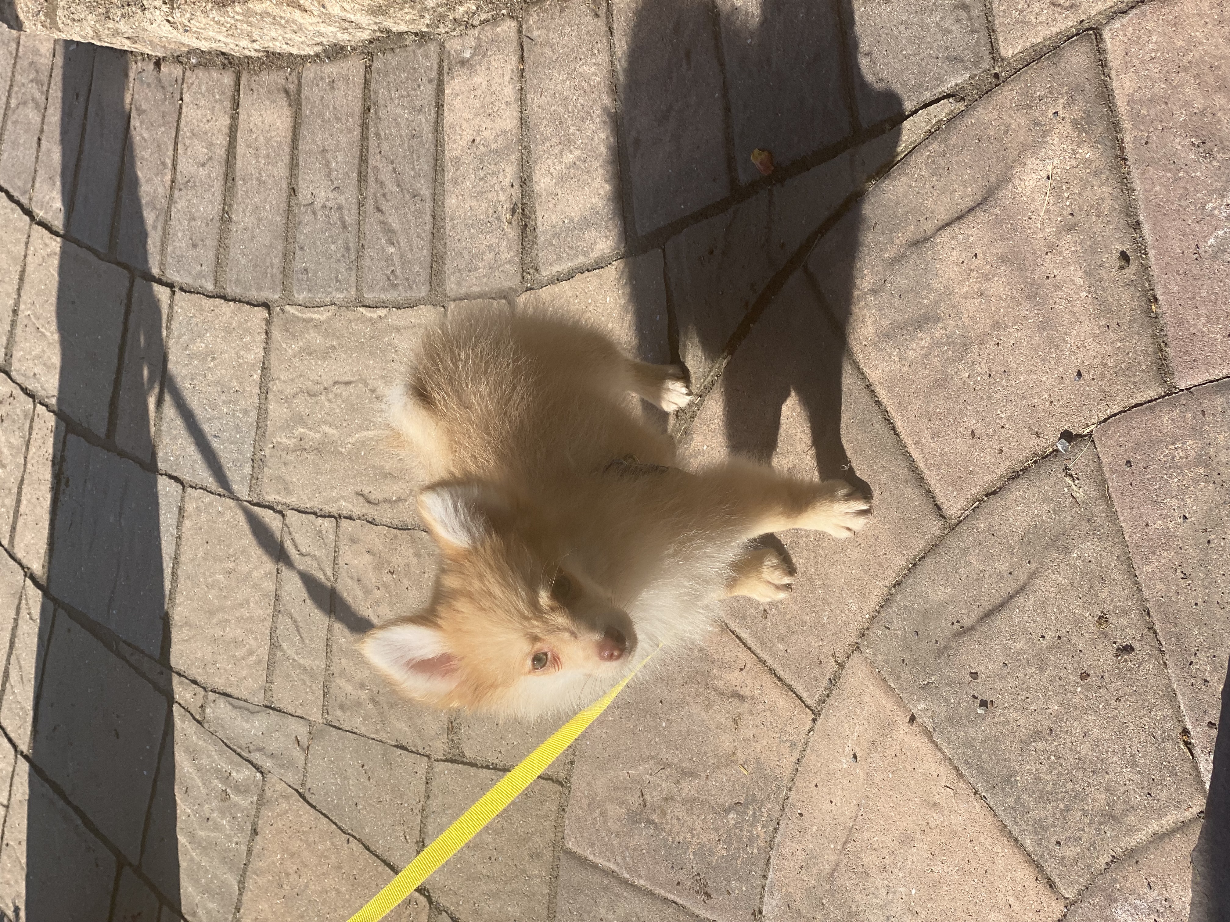 puppy, for, sale, Pomeranian, Curtis  Martin, dog, breeder, Seneca Falls, NY, dog-breeder, puppy-for-sale, forsale, nearby, find, puppyfind, locator, puppylocator, aca