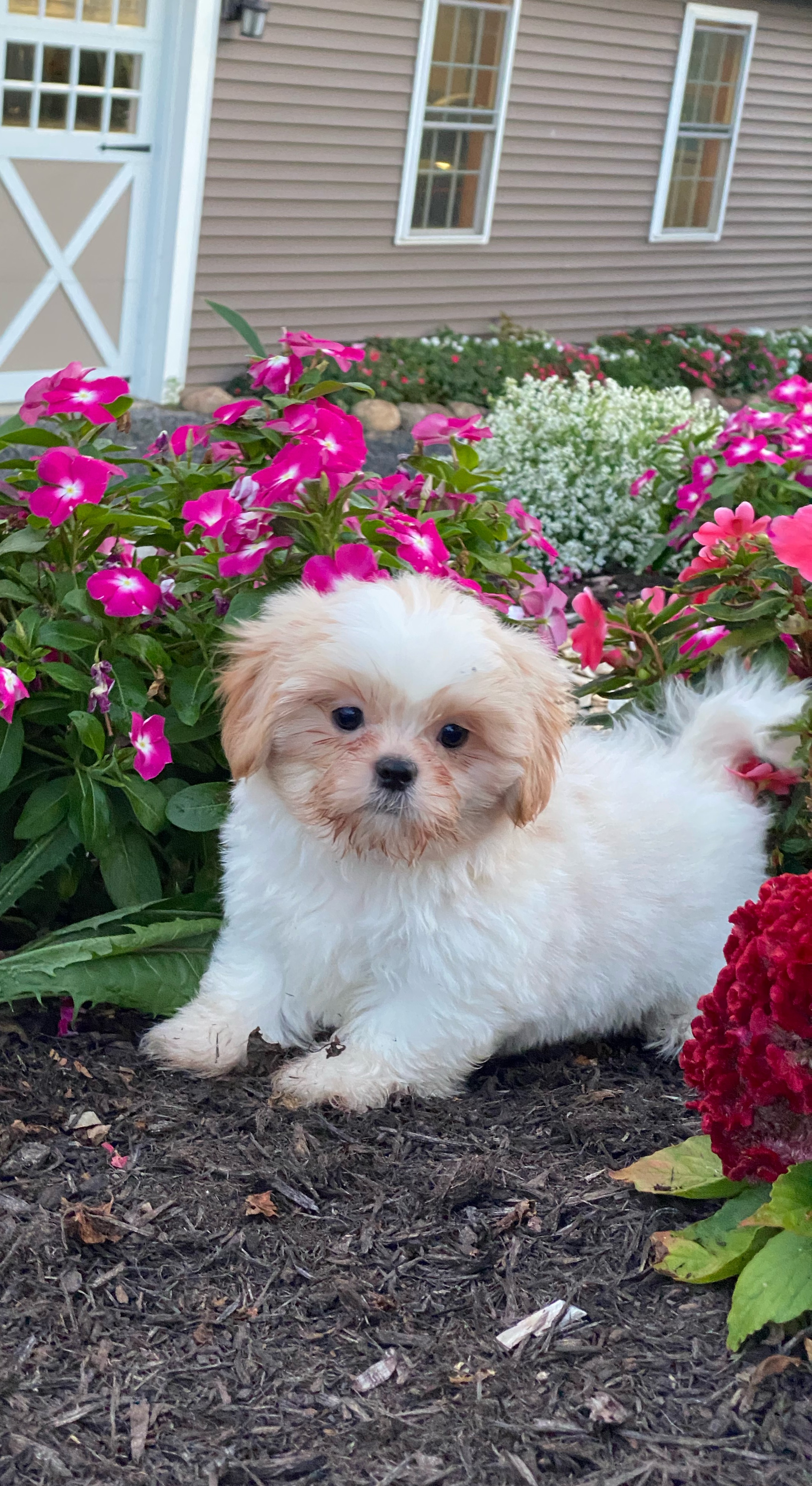 puppy, for, sale, Shih Tzu, Curtis  Martin, dog, breeder, Seneca Falls, NY, dog-breeder, puppy-for-sale, forsale, nearby, find, puppyfind, locator, puppylocator, aca
