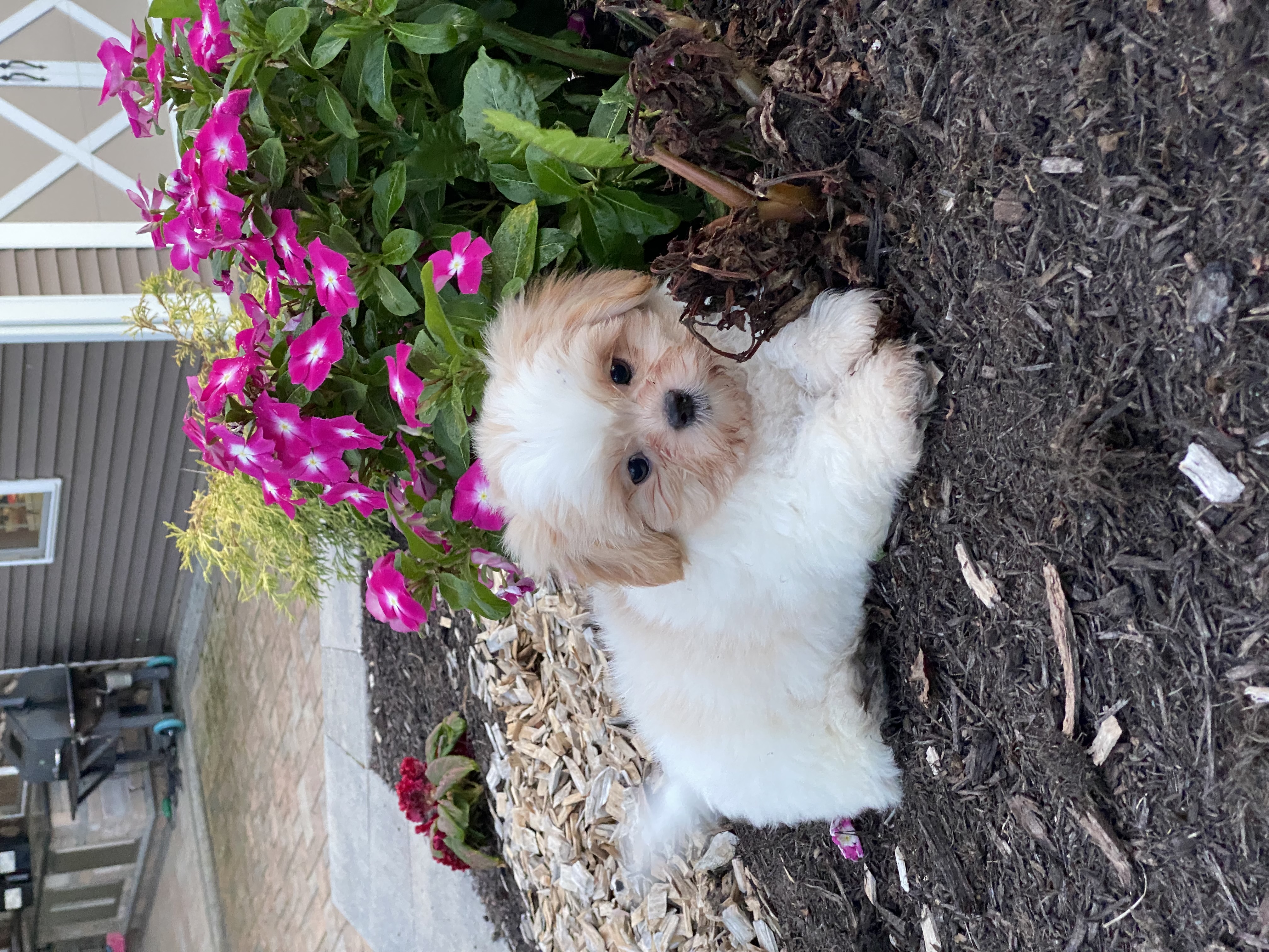 puppy, for, sale, Shih Tzu, Curtis  Martin, dog, breeder, Seneca Falls, NY, dog-breeder, puppy-for-sale, forsale, nearby, find, puppyfind, locator, puppylocator, aca