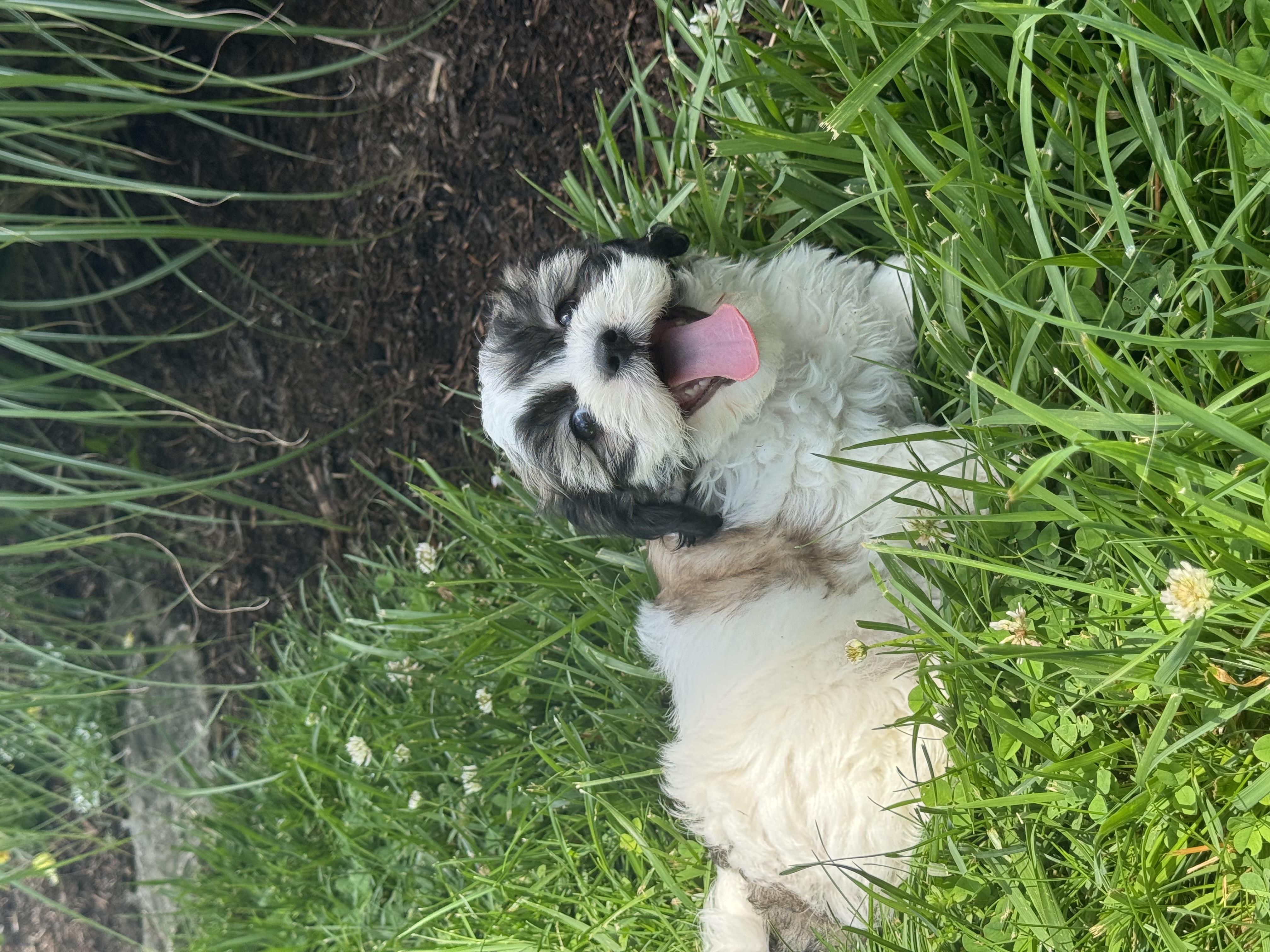 puppy photo