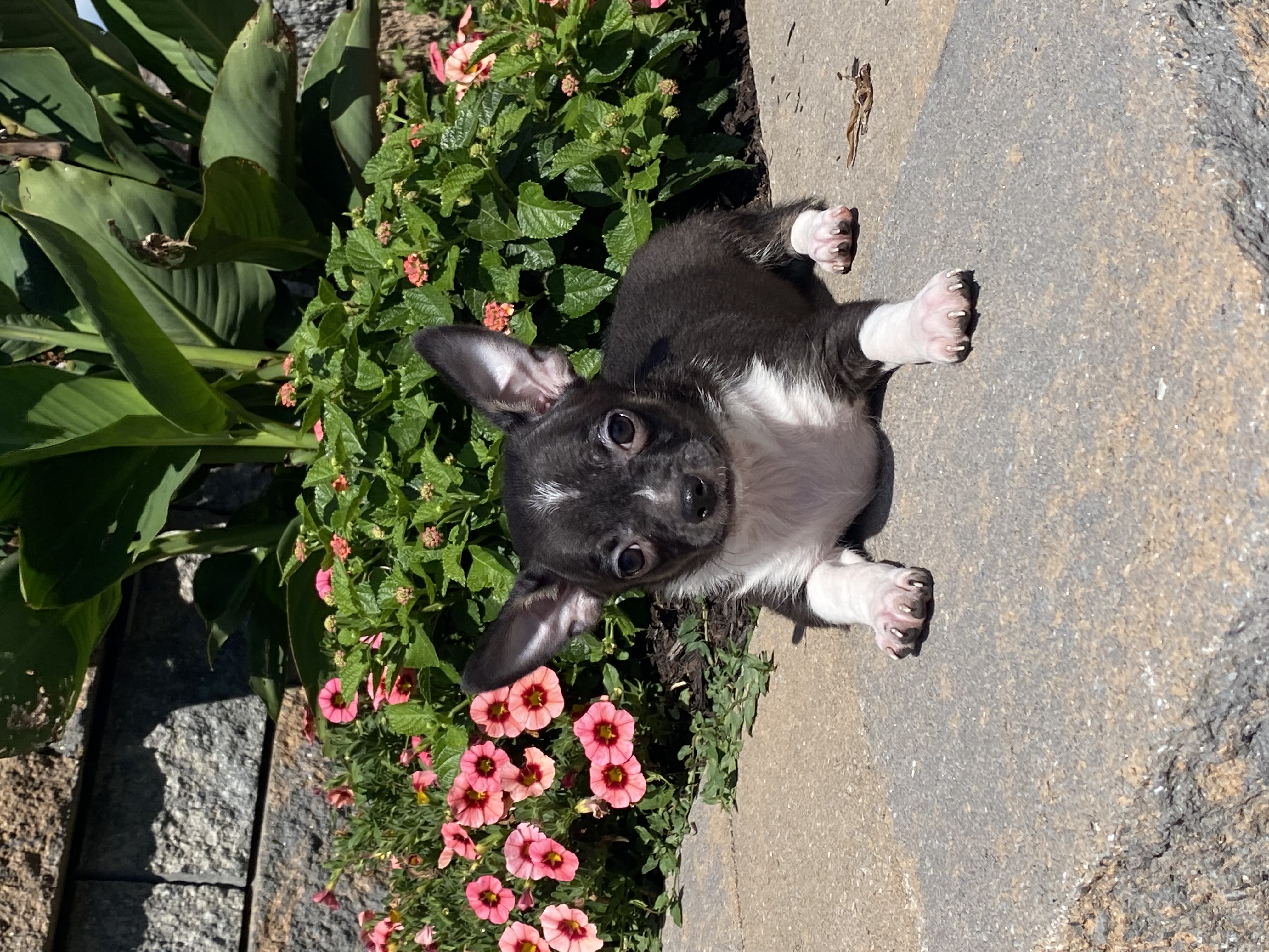 puppy photo