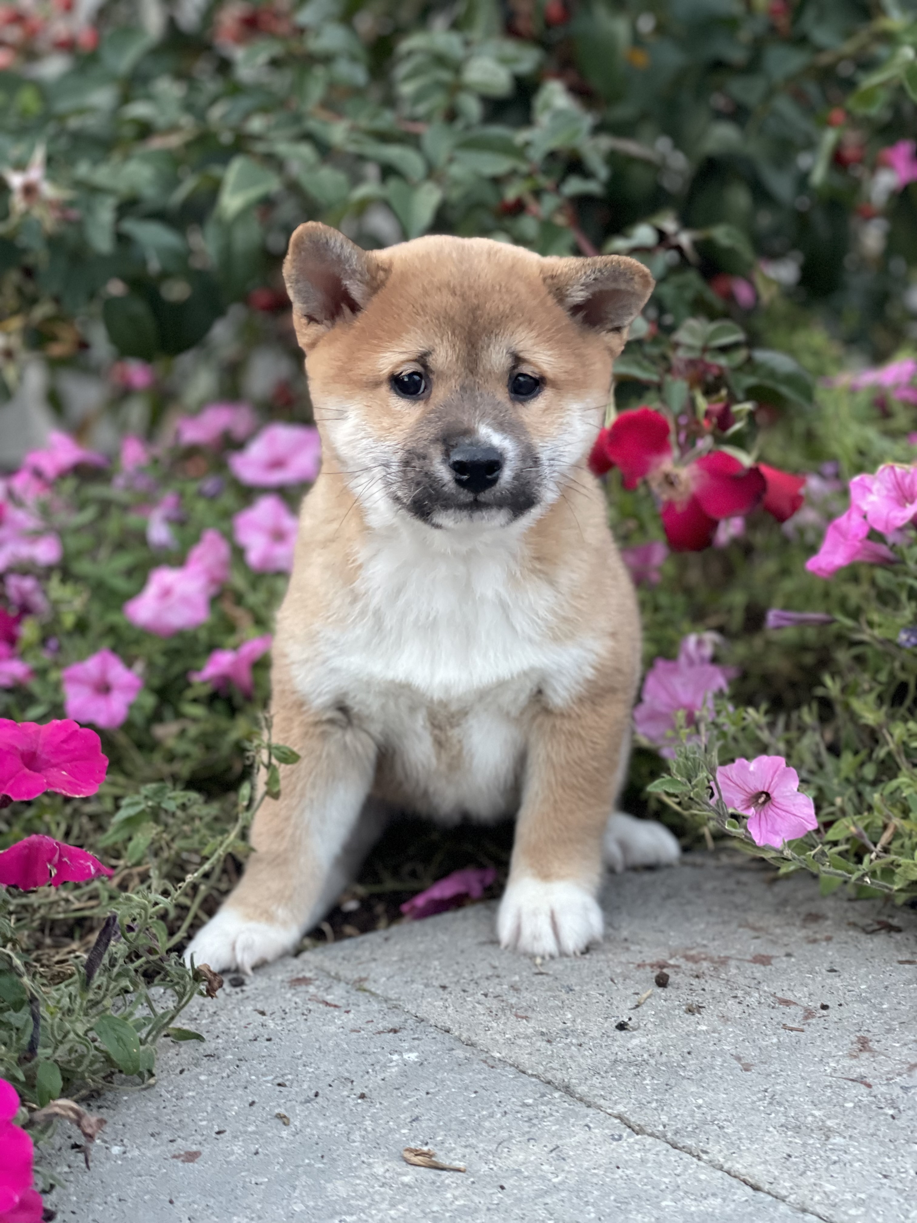 puppy, for, sale, Shiba Inu, Curtis  Martin, dog, breeder, Seneca Falls, NY, dog-breeder, puppy-for-sale, forsale, nearby, find, puppyfind, locator, puppylocator, aca