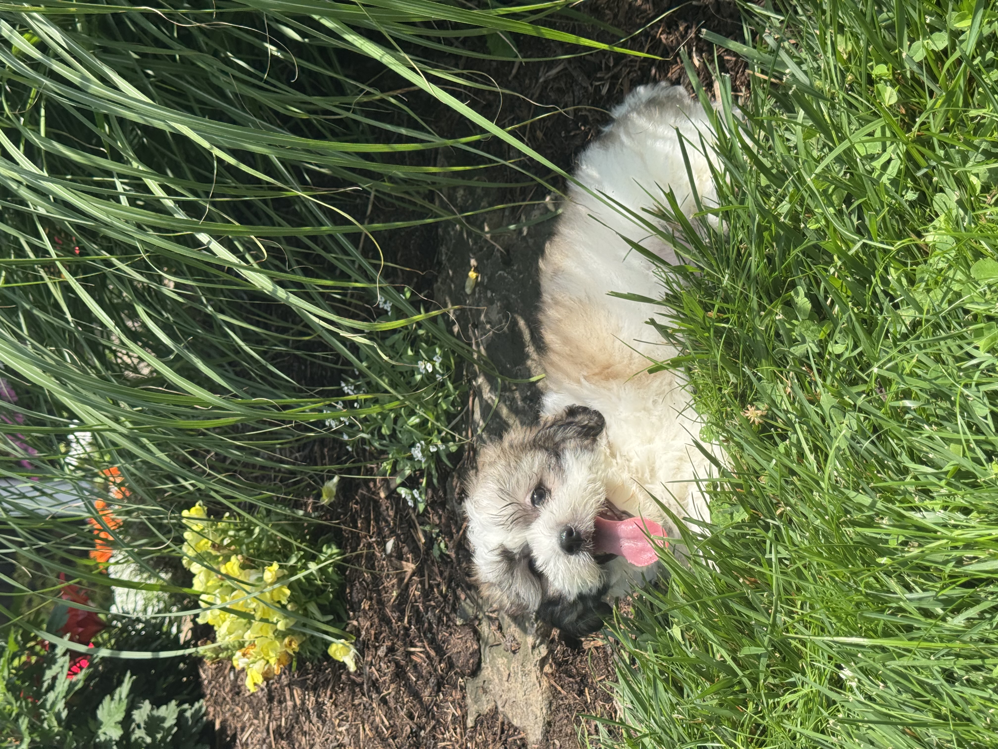 puppy photo