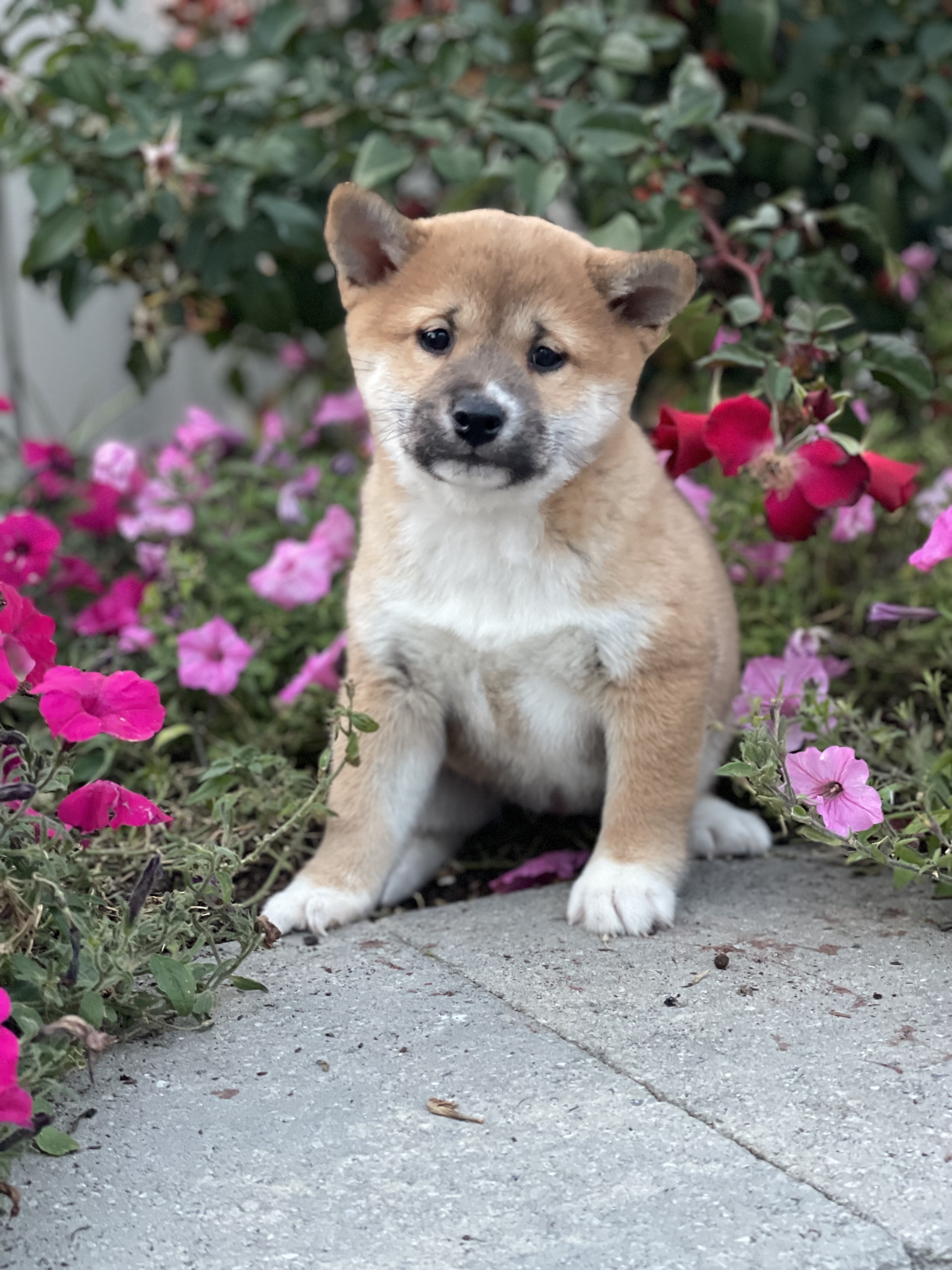puppy, for, sale, Shiba Inu, Curtis  Martin, dog, breeder, Seneca Falls, NY, dog-breeder, puppy-for-sale, forsale, nearby, find, puppyfind, locator, puppylocator, aca