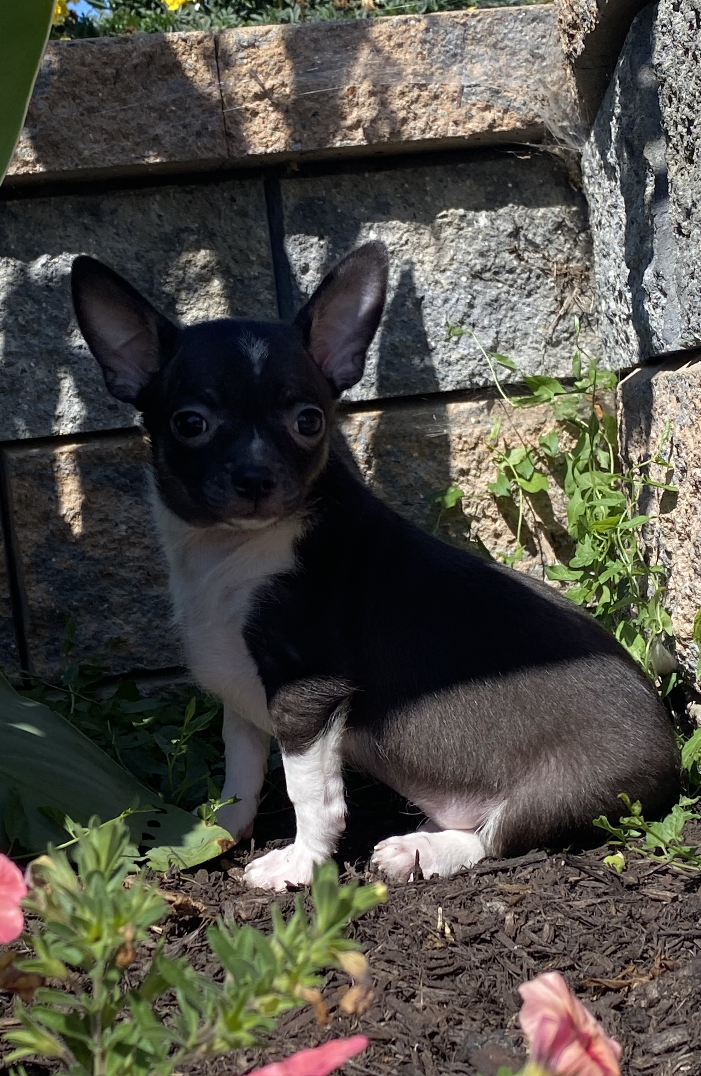 puppy photo