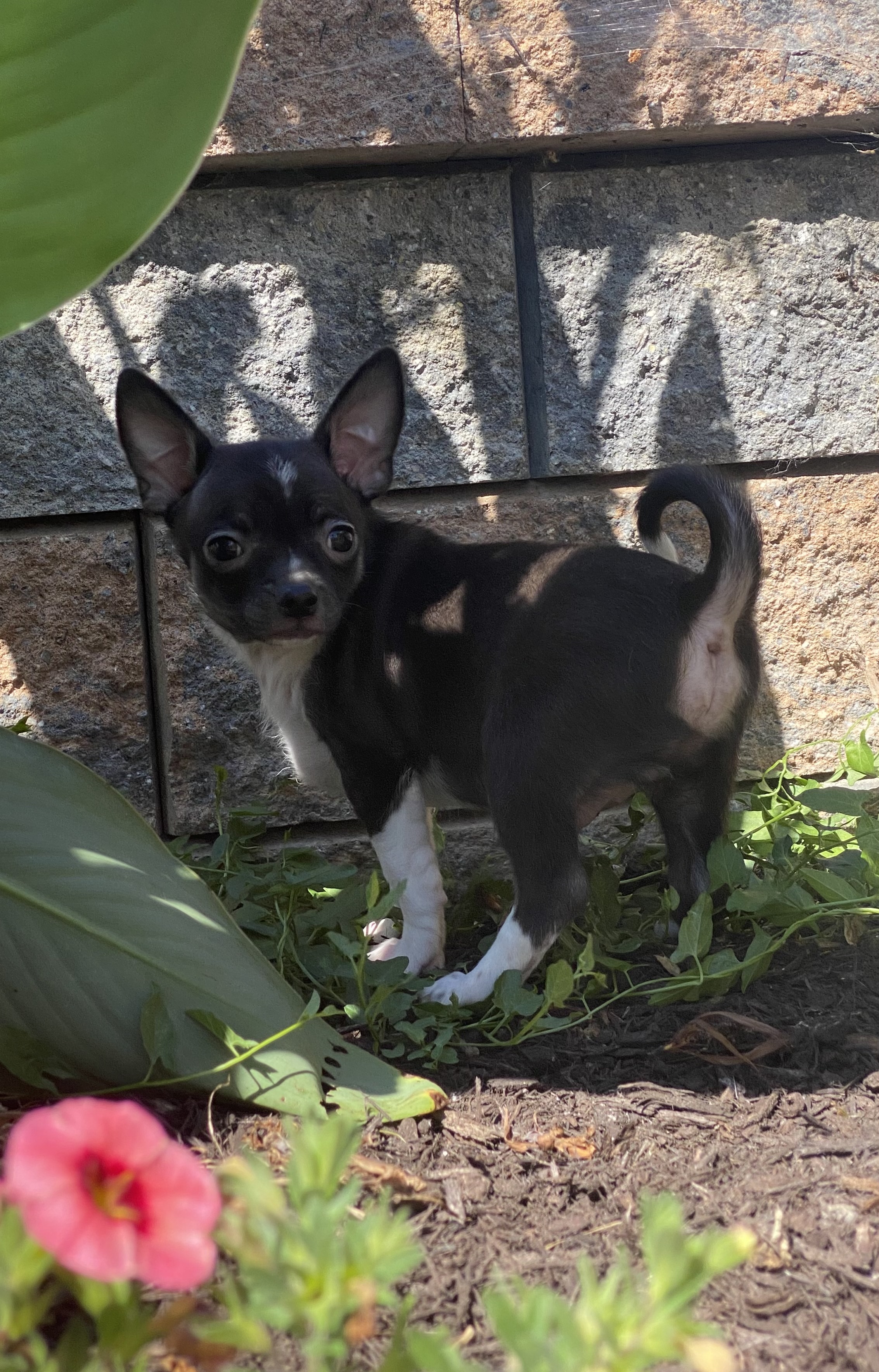puppy photo