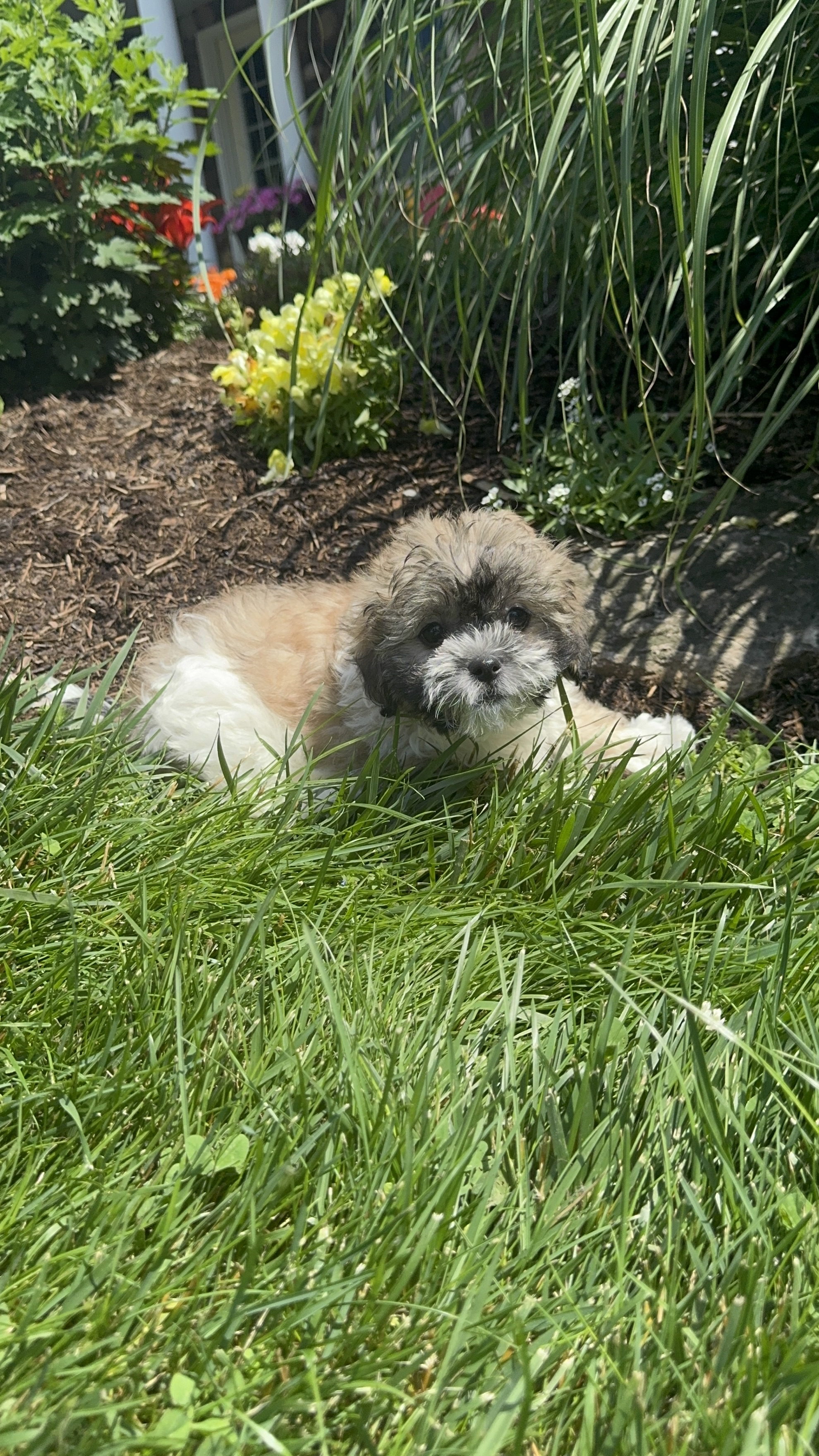 puppy photo