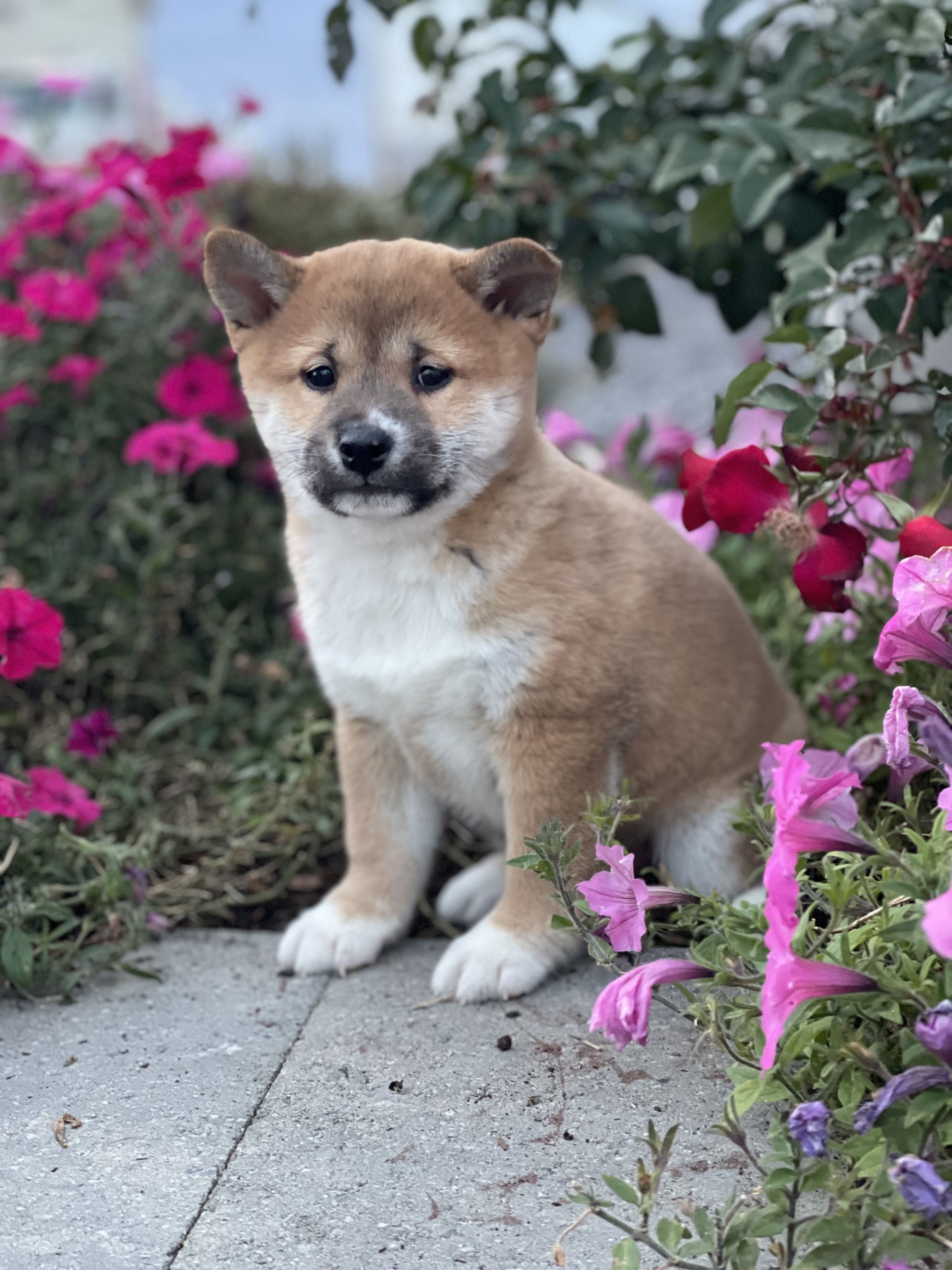 puppy, for, sale, Shiba Inu, Curtis  Martin, dog, breeder, Seneca Falls, NY, dog-breeder, puppy-for-sale, forsale, nearby, find, puppyfind, locator, puppylocator, aca