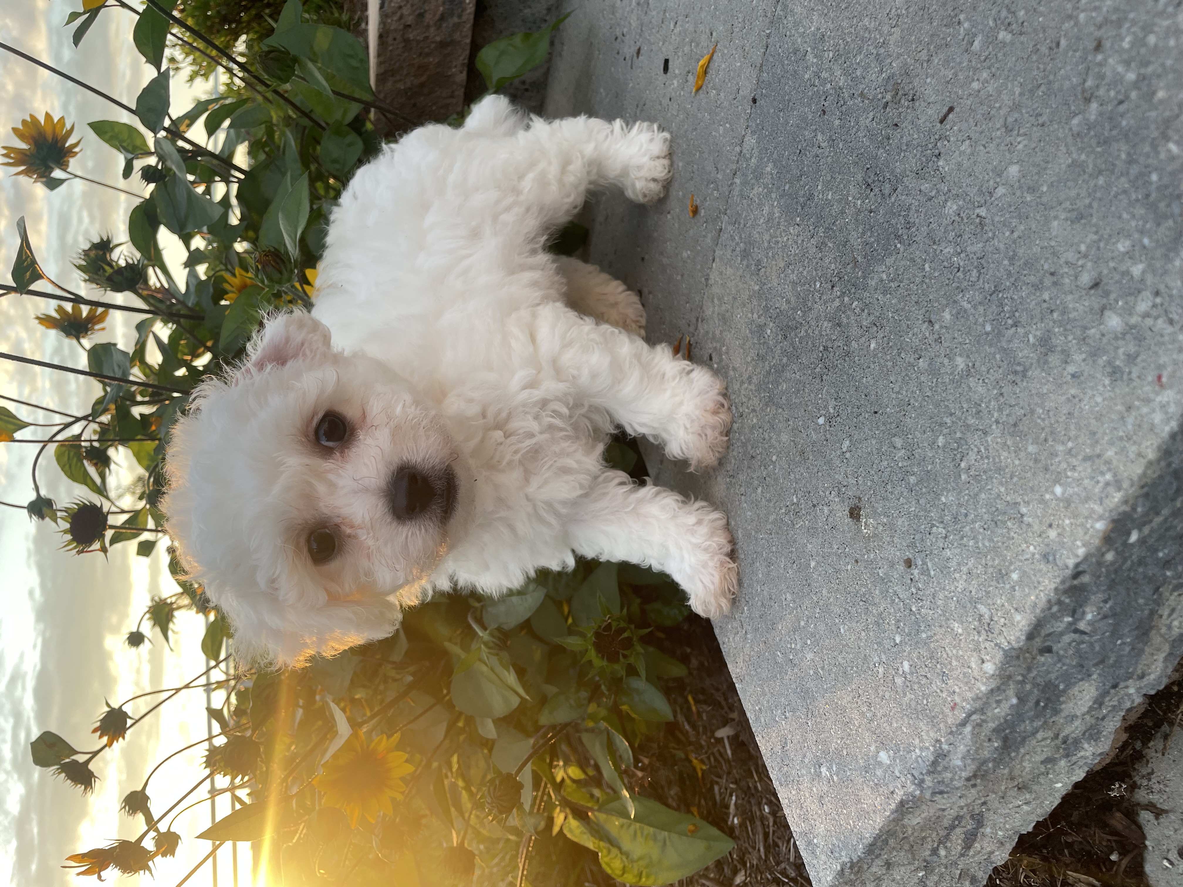 puppy, for, sale, Cavanese, Curtis  Martin, dog, breeder, Seneca Falls, NY, dog-breeder, puppy-for-sale, forsale, nearby, find, puppyfind, locator, puppylocator, aca