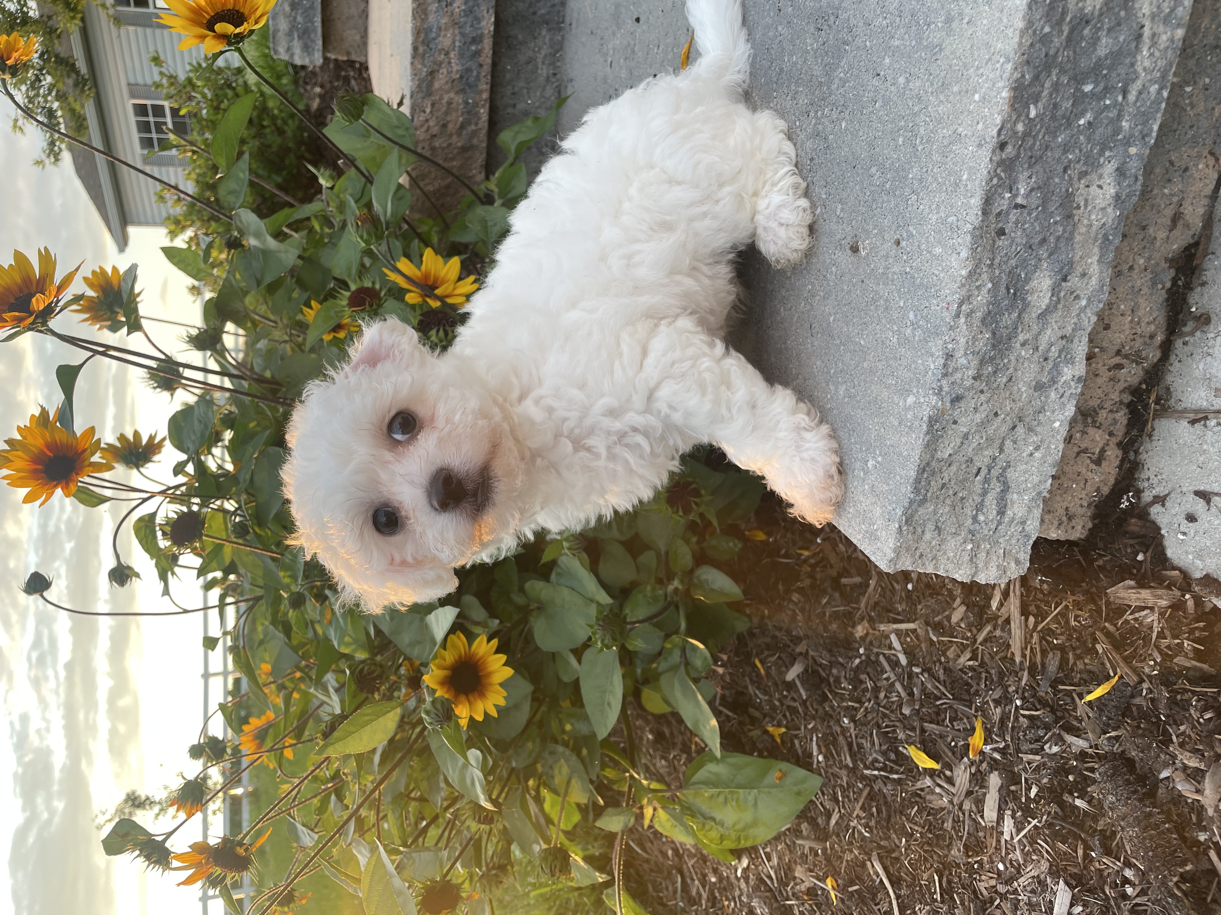 puppy, for, sale, Cavanese, Curtis  Martin, dog, breeder, Seneca Falls, NY, dog-breeder, puppy-for-sale, forsale, nearby, find, puppyfind, locator, puppylocator, aca
