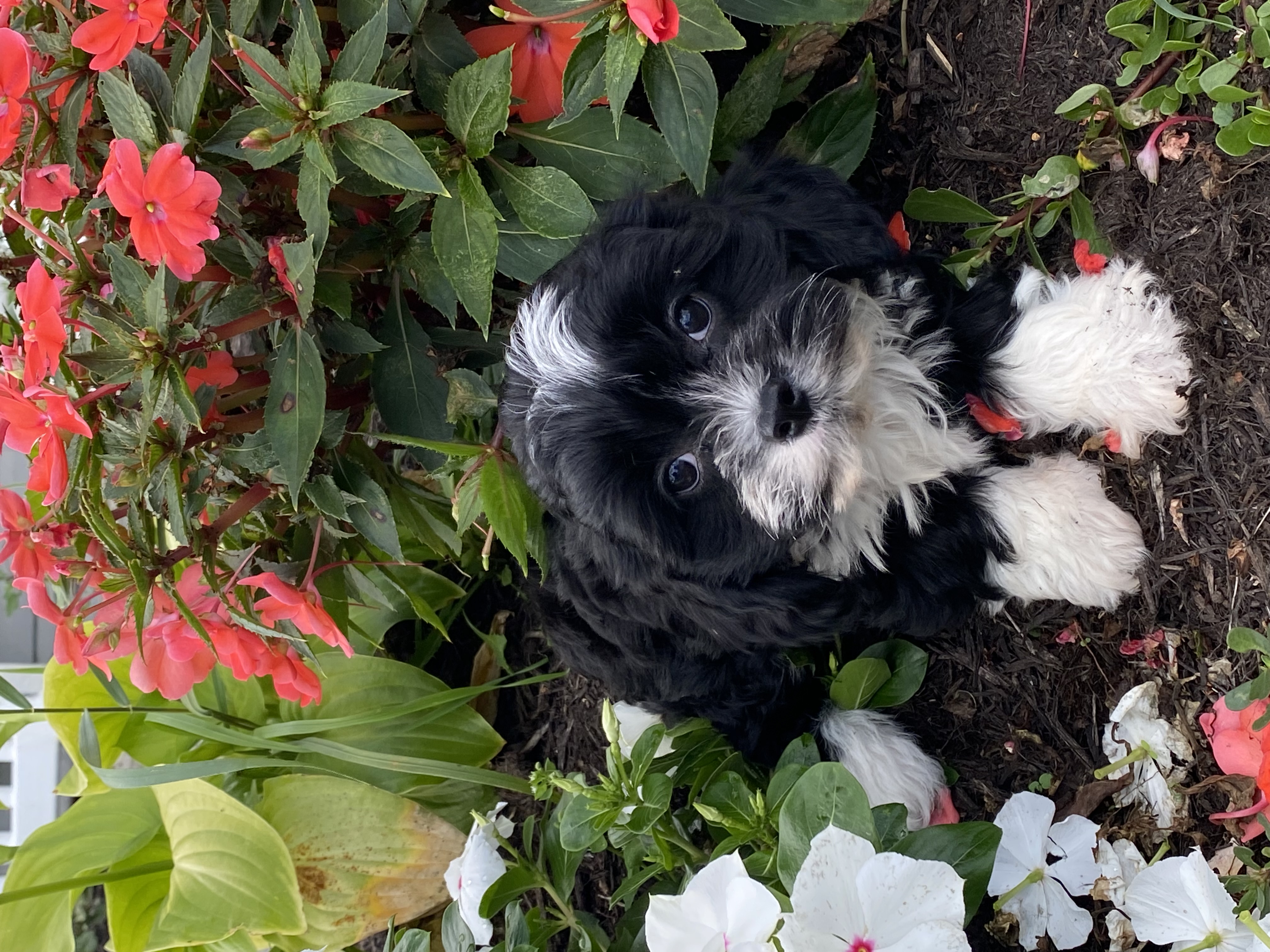 puppy, for, sale, Cavanese, Curtis  Martin, dog, breeder, Seneca Falls, NY, dog-breeder, puppy-for-sale, forsale, nearby, find, puppyfind, locator, puppylocator, aca