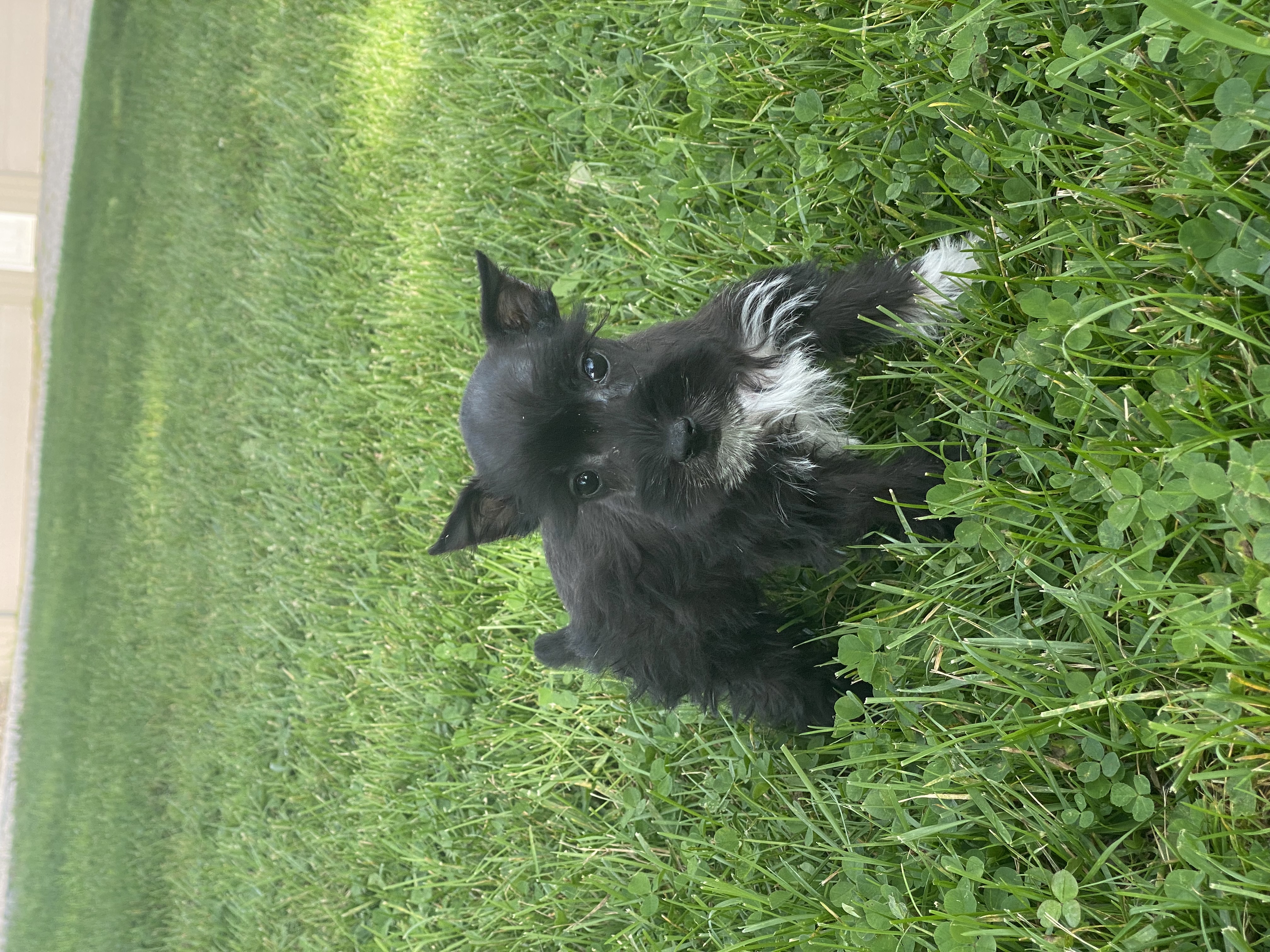 puppy, for, sale, Havanese, Curtis  Martin, dog, breeder, Seneca Falls, NY, dog-breeder, puppy-for-sale, forsale, nearby, find, puppyfind, locator, puppylocator, aca