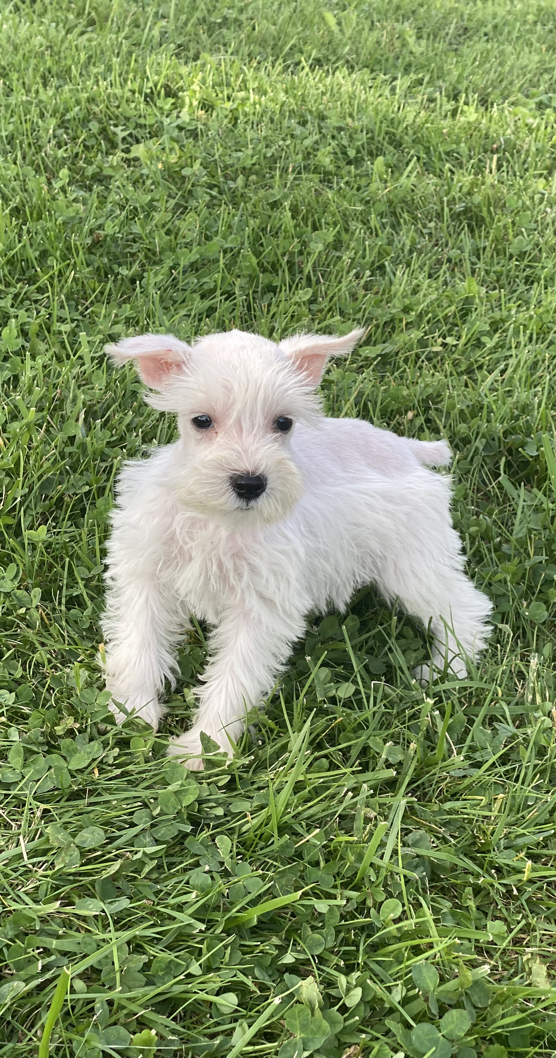 puppy, for, sale, Miniature Schnauzer, Curtis  Martin, dog, breeder, Seneca Falls, NY, dog-breeder, puppy-for-sale, forsale, nearby, find, puppyfind, locator, puppylocator, aca