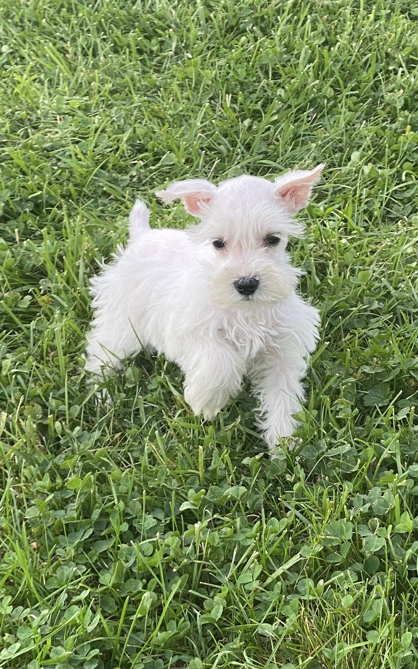 puppy, for, sale, Miniature Schnauzer, Curtis  Martin, dog, breeder, Seneca Falls, NY, dog-breeder, puppy-for-sale, forsale, nearby, find, puppyfind, locator, puppylocator, aca