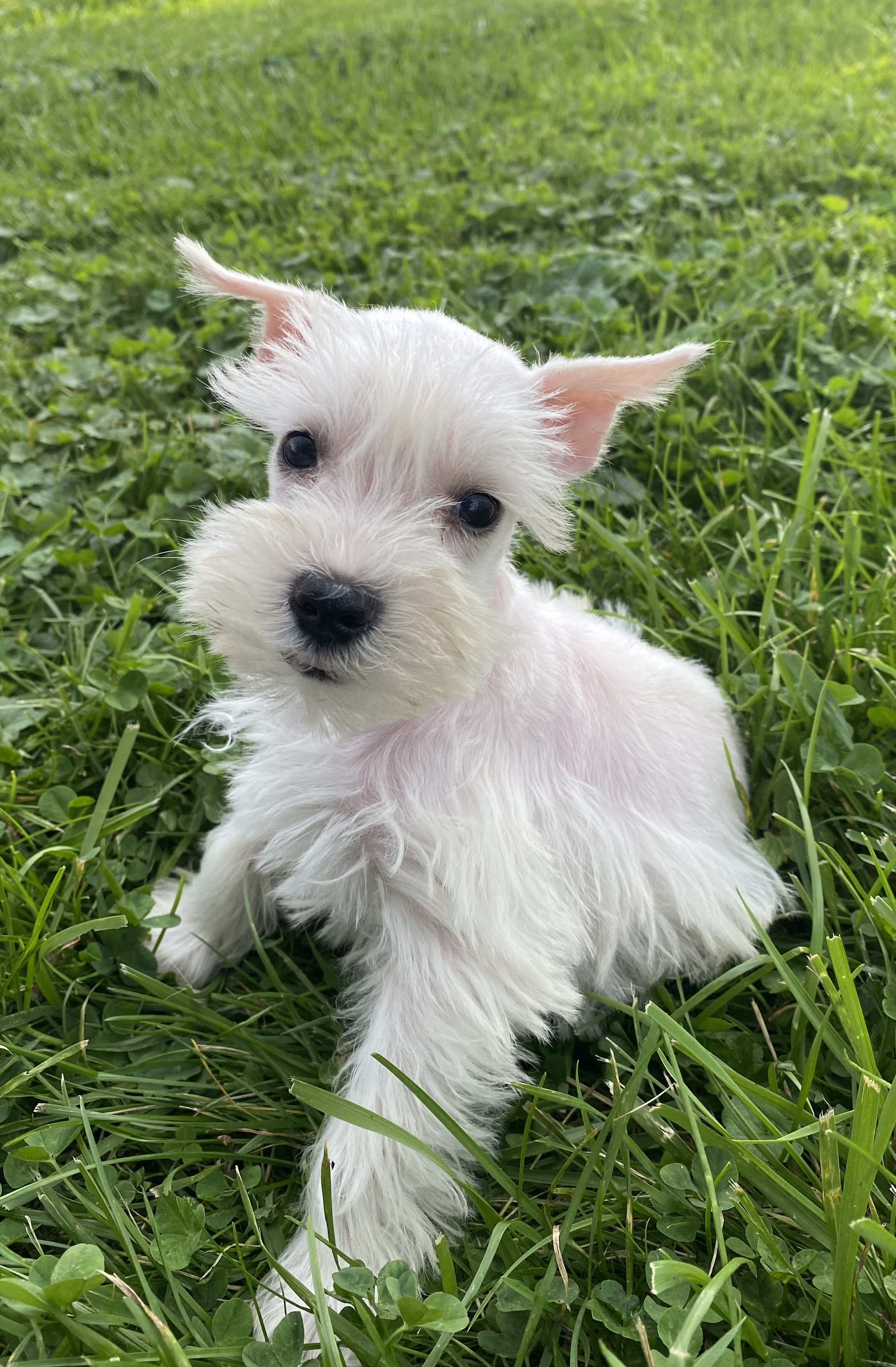 puppy, for, sale, Miniature Schnauzer, Curtis  Martin, dog, breeder, Seneca Falls, NY, dog-breeder, puppy-for-sale, forsale, nearby, find, puppyfind, locator, puppylocator, aca