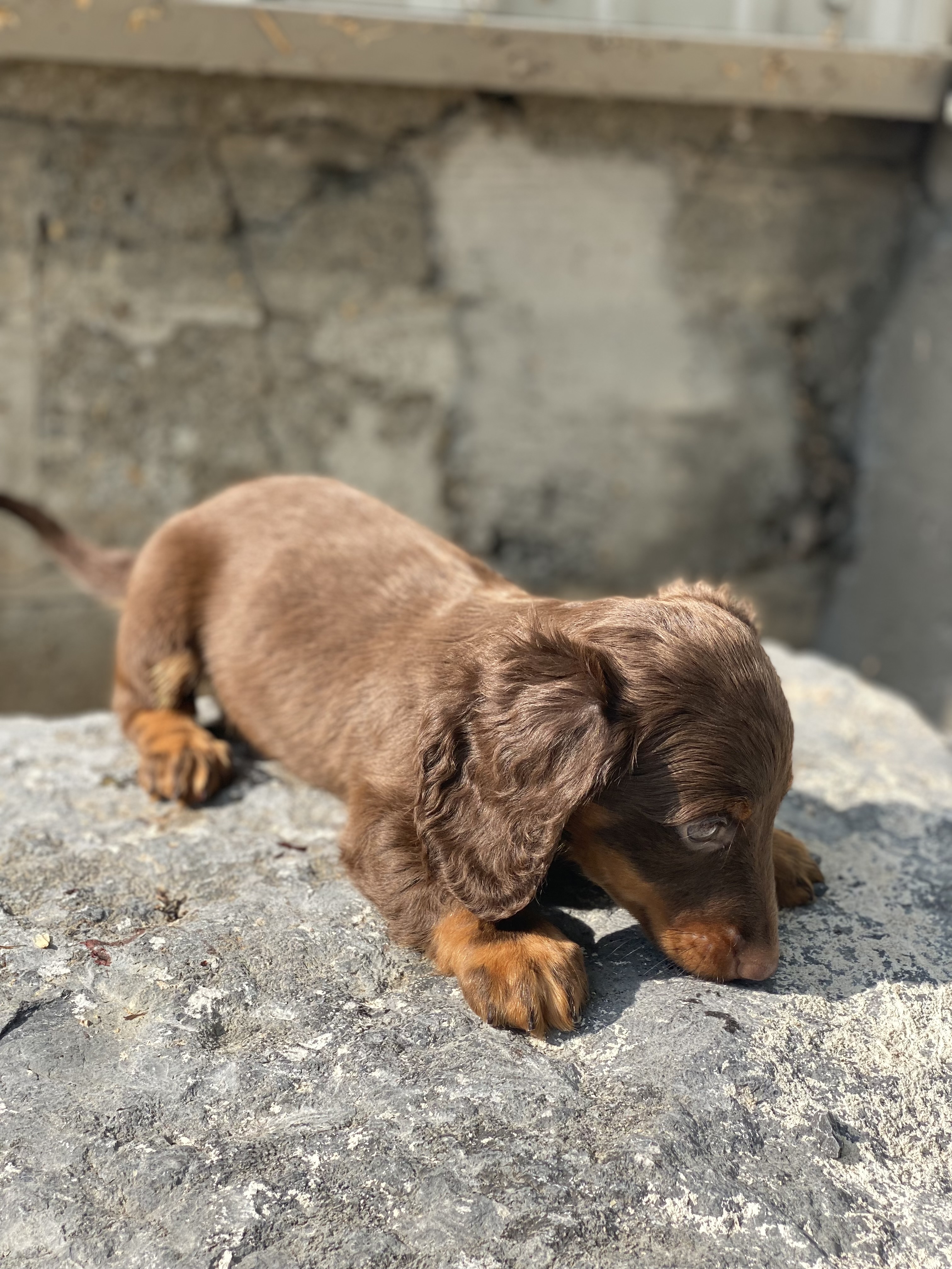puppy, for, sale, Havanese, Curtis  Martin, dog, breeder, Seneca Falls, NY, dog-breeder, puppy-for-sale, forsale, nearby, find, puppyfind, locator, puppylocator, aca