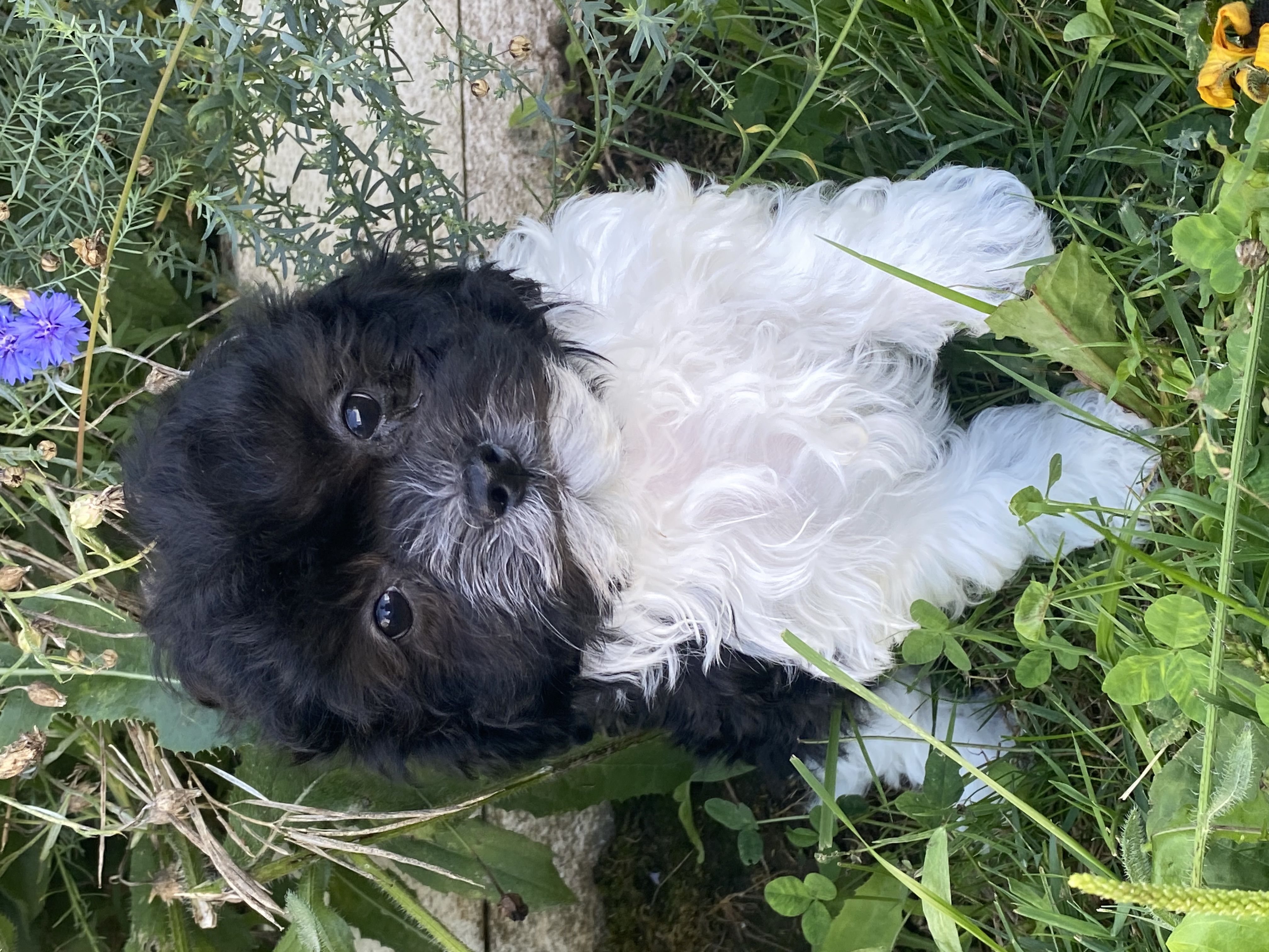 puppy, for, sale, Havanese, Curtis  Martin, dog, breeder, Seneca Falls, NY, dog-breeder, puppy-for-sale, forsale, nearby, find, puppyfind, locator, puppylocator, aca