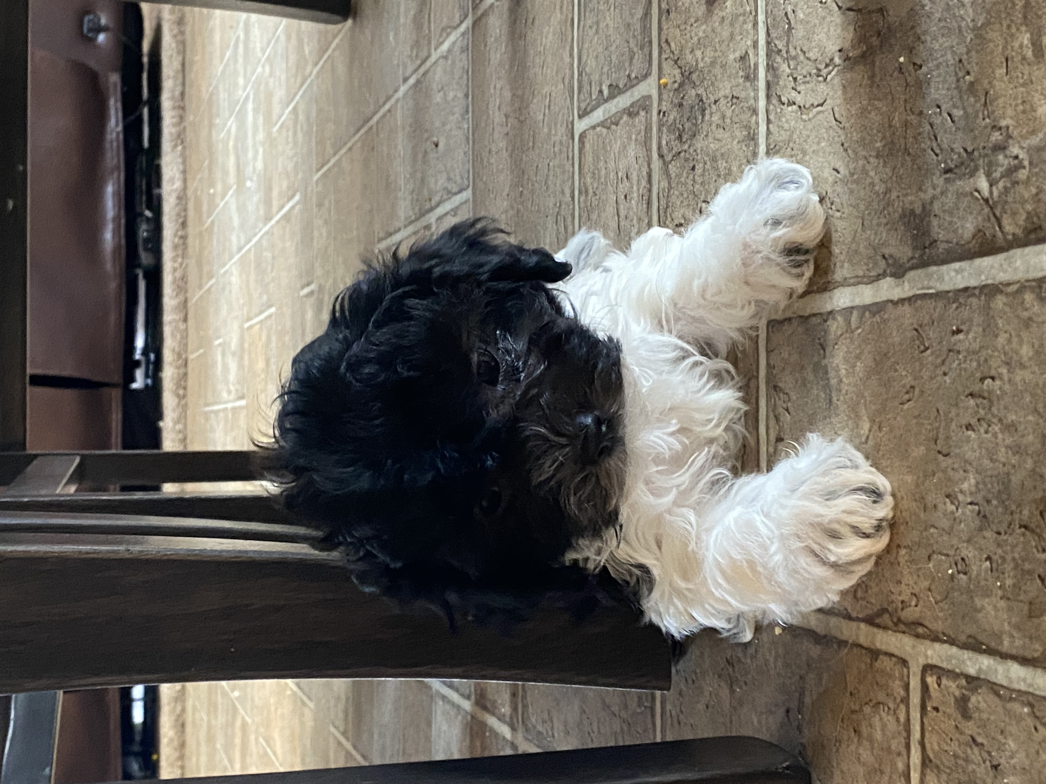 puppy, for, sale, Havanese, Curtis  Martin, dog, breeder, Seneca Falls, NY, dog-breeder, puppy-for-sale, forsale, nearby, find, puppyfind, locator, puppylocator, aca