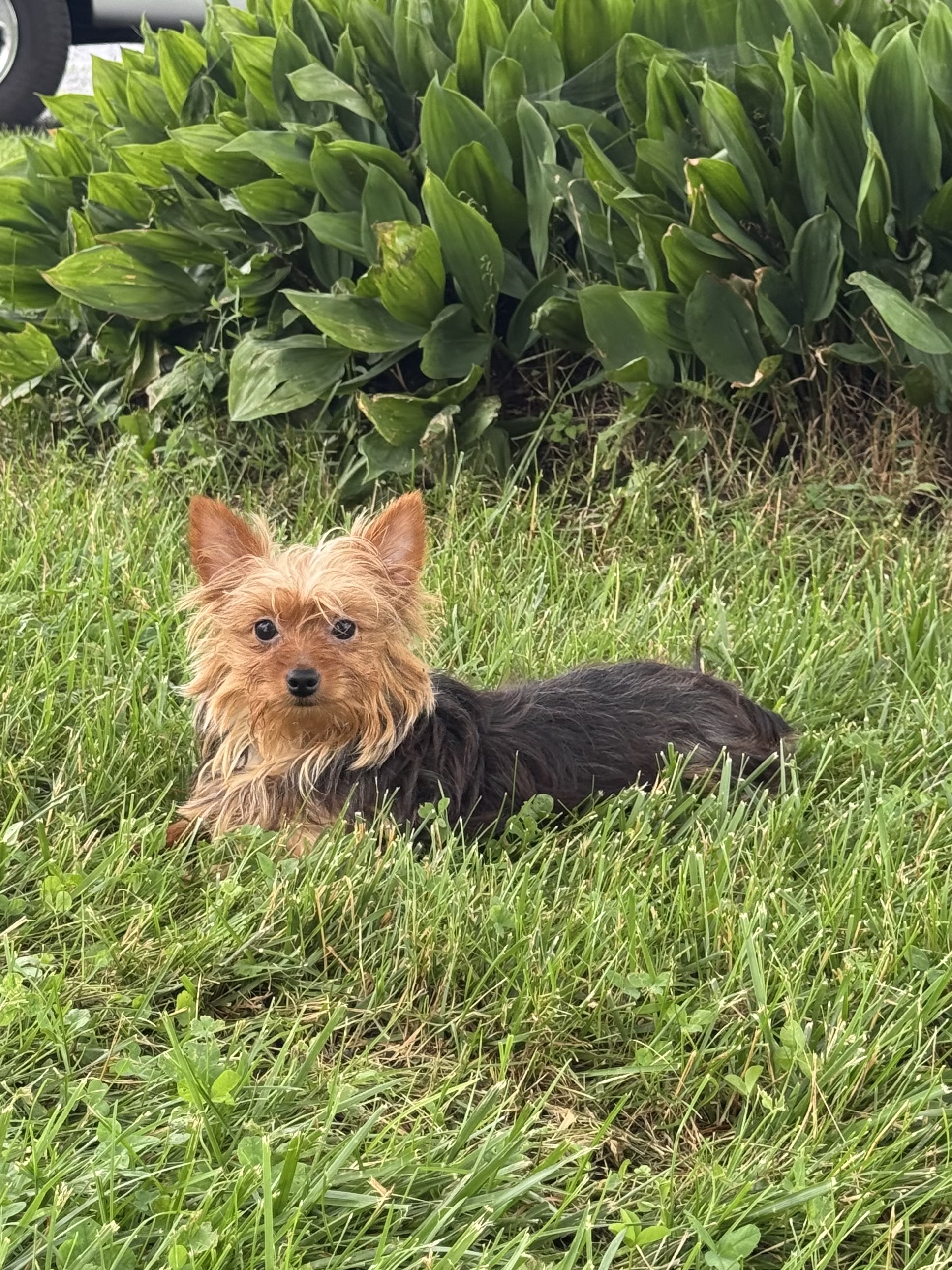 puppy photo