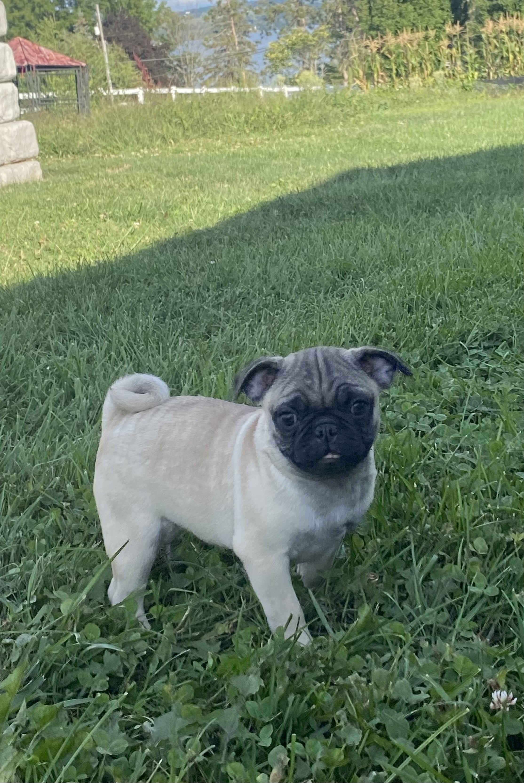puppy, for, sale, Pug, Curtis  Martin, dog, breeder, Seneca Falls, NY, dog-breeder, puppy-for-sale, forsale, nearby, find, puppyfind, locator, puppylocator, aca