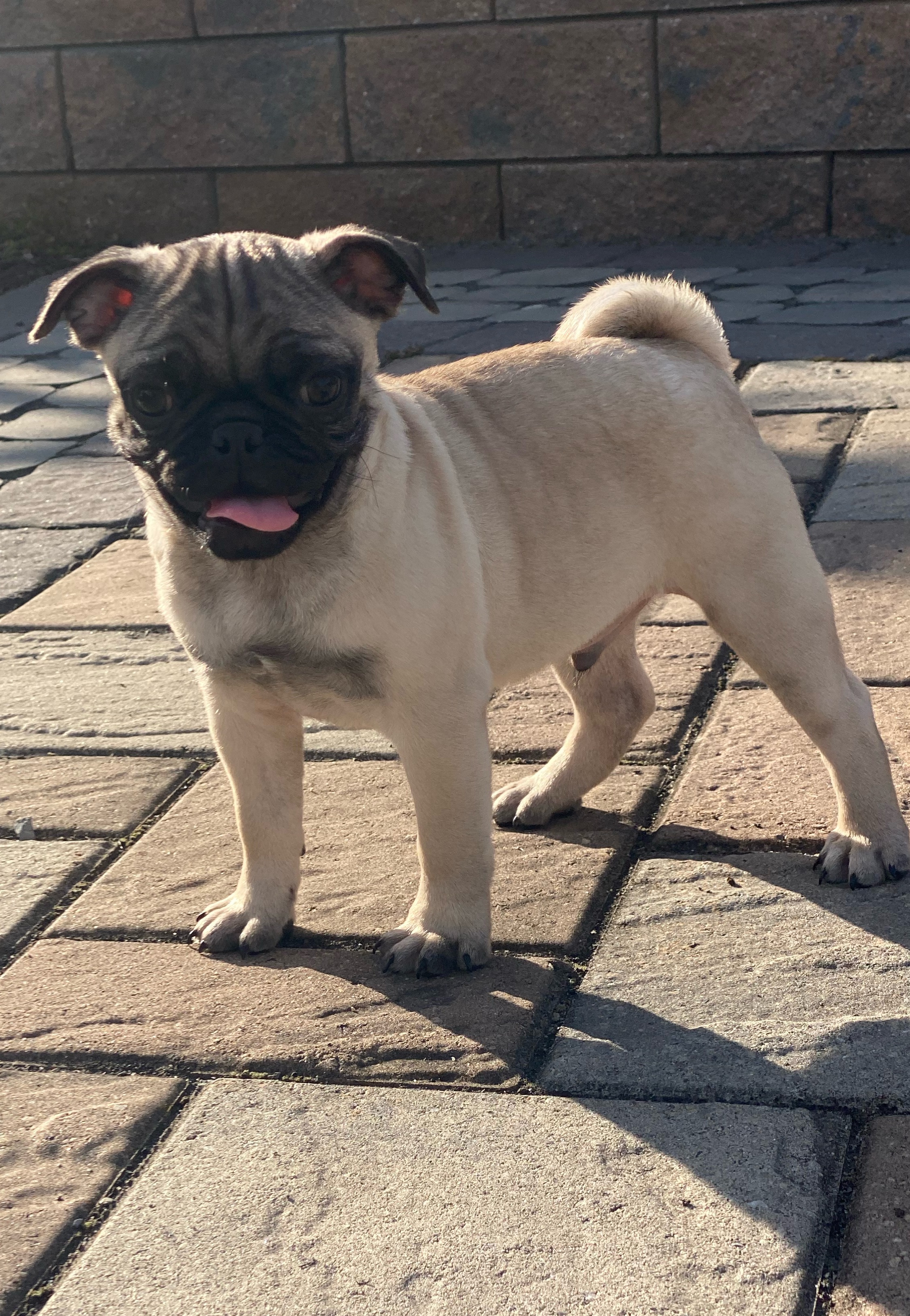 puppy, for, sale, Pug, Curtis  Martin, dog, breeder, Seneca Falls, NY, dog-breeder, puppy-for-sale, forsale, nearby, find, puppyfind, locator, puppylocator, aca