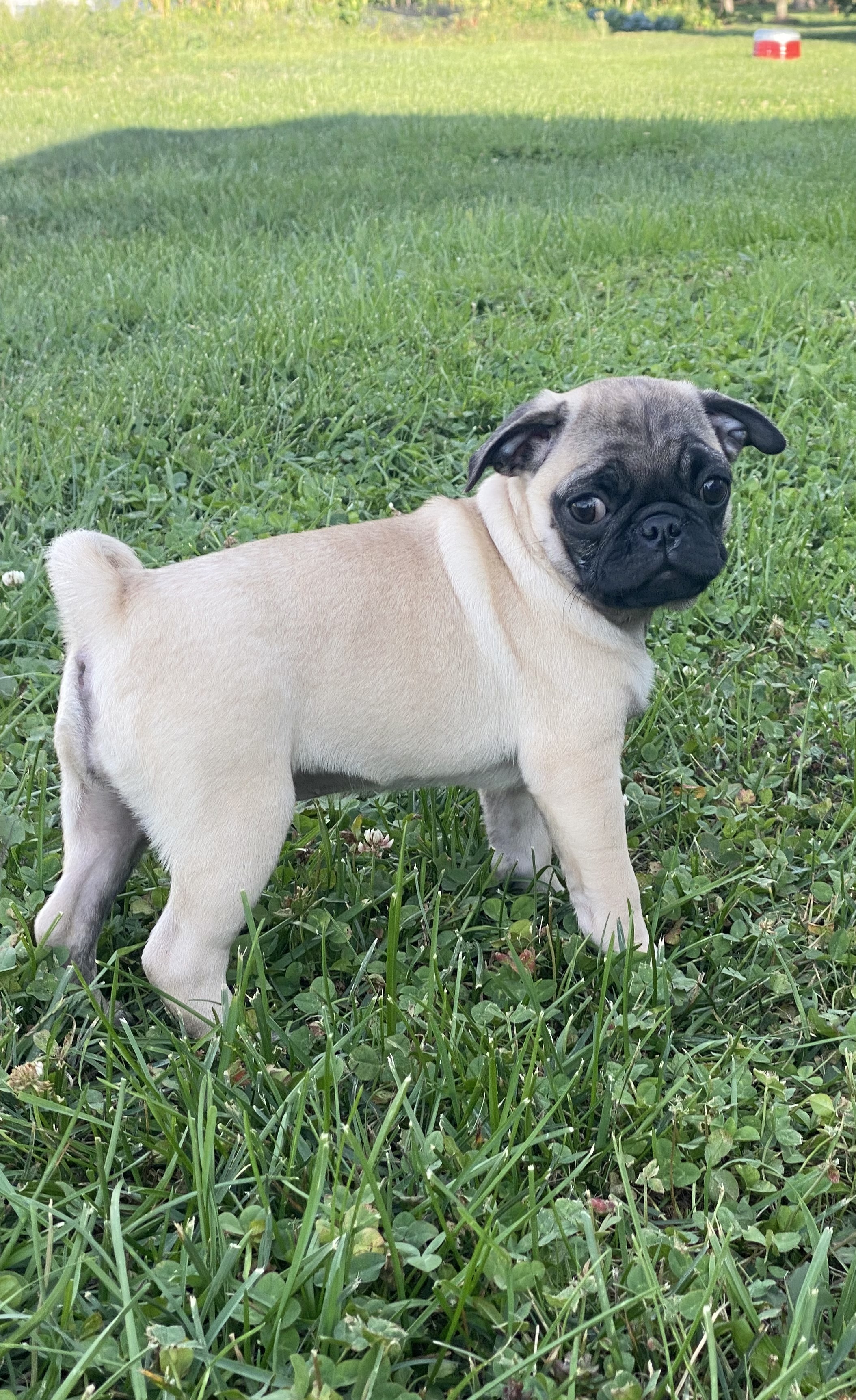 puppy, for, sale, Pug, Curtis  Martin, dog, breeder, Seneca Falls, NY, dog-breeder, puppy-for-sale, forsale, nearby, find, puppyfind, locator, puppylocator, aca