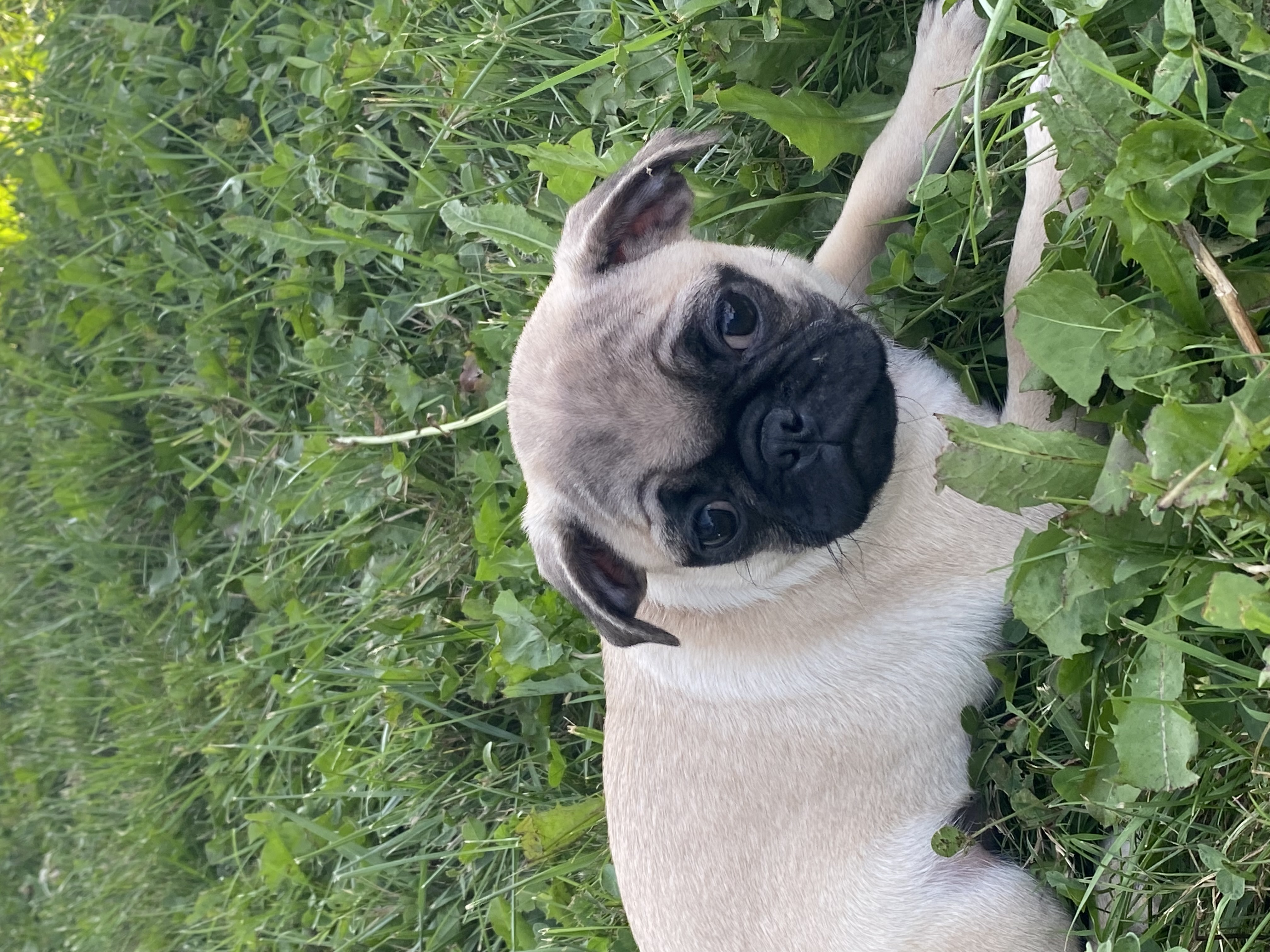 puppy, for, sale, Pug, Curtis  Martin, dog, breeder, Seneca Falls, NY, dog-breeder, puppy-for-sale, forsale, nearby, find, puppyfind, locator, puppylocator, aca