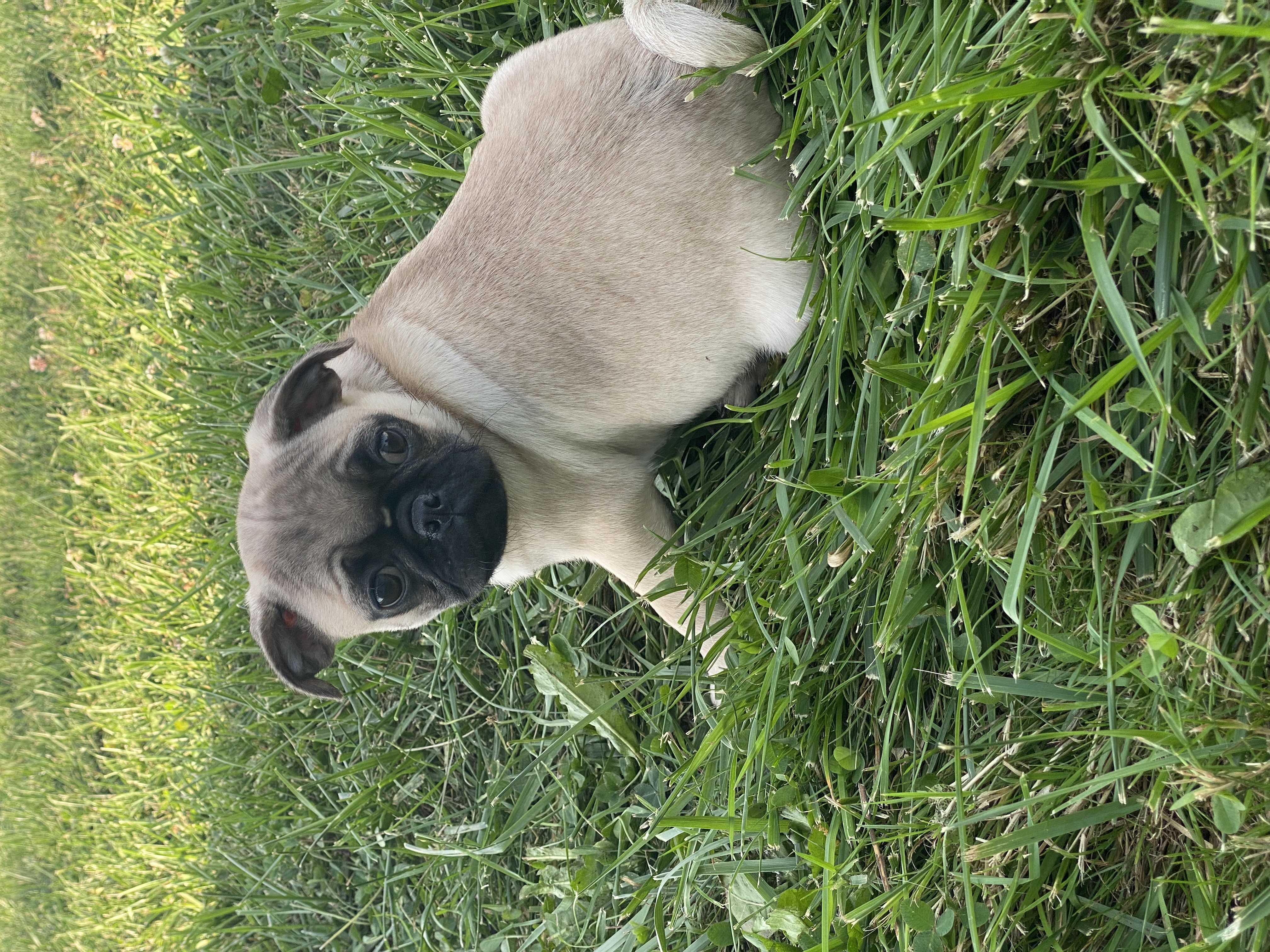 puppy, for, sale, Pug, Curtis  Martin, dog, breeder, Seneca Falls, NY, dog-breeder, puppy-for-sale, forsale, nearby, find, puppyfind, locator, puppylocator, aca