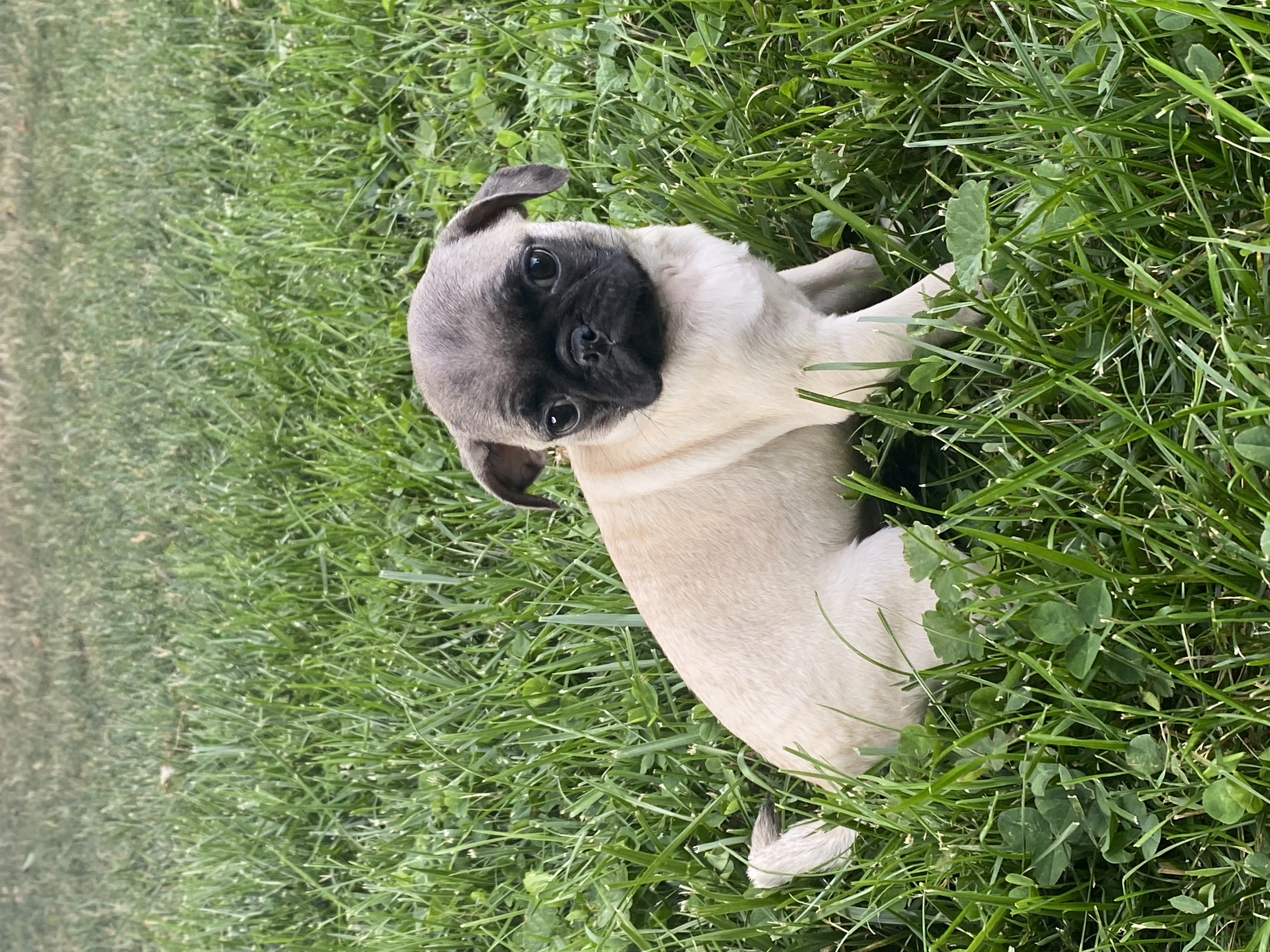 puppy, for, sale, Pug, Curtis  Martin, dog, breeder, Seneca Falls, NY, dog-breeder, puppy-for-sale, forsale, nearby, find, puppyfind, locator, puppylocator, aca