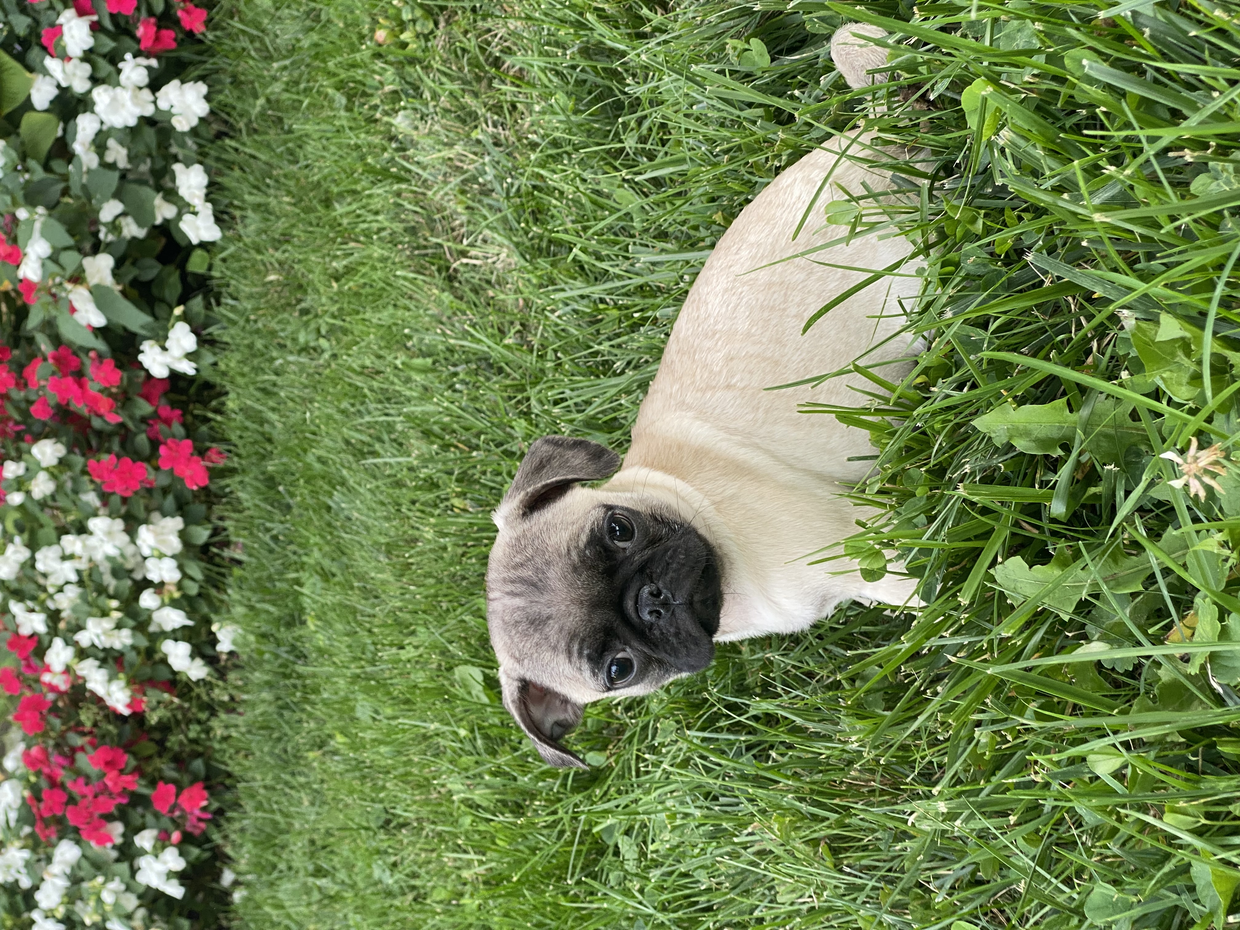 puppy, for, sale, Pug, Curtis  Martin, dog, breeder, Seneca Falls, NY, dog-breeder, puppy-for-sale, forsale, nearby, find, puppyfind, locator, puppylocator, aca
