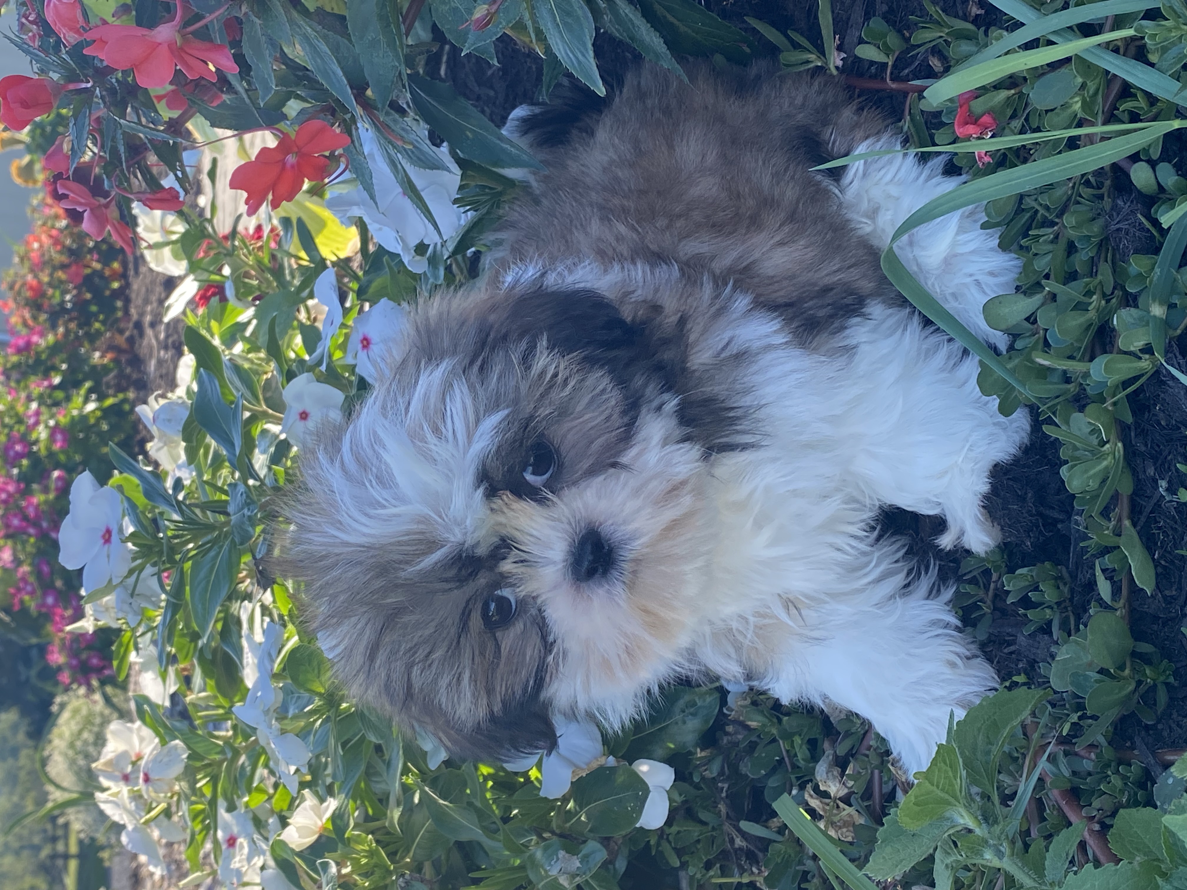 puppy, for, sale, Shih Tzu, Curtis  Martin, dog, breeder, Seneca Falls, NY, dog-breeder, puppy-for-sale, forsale, nearby, find, puppyfind, locator, puppylocator, aca