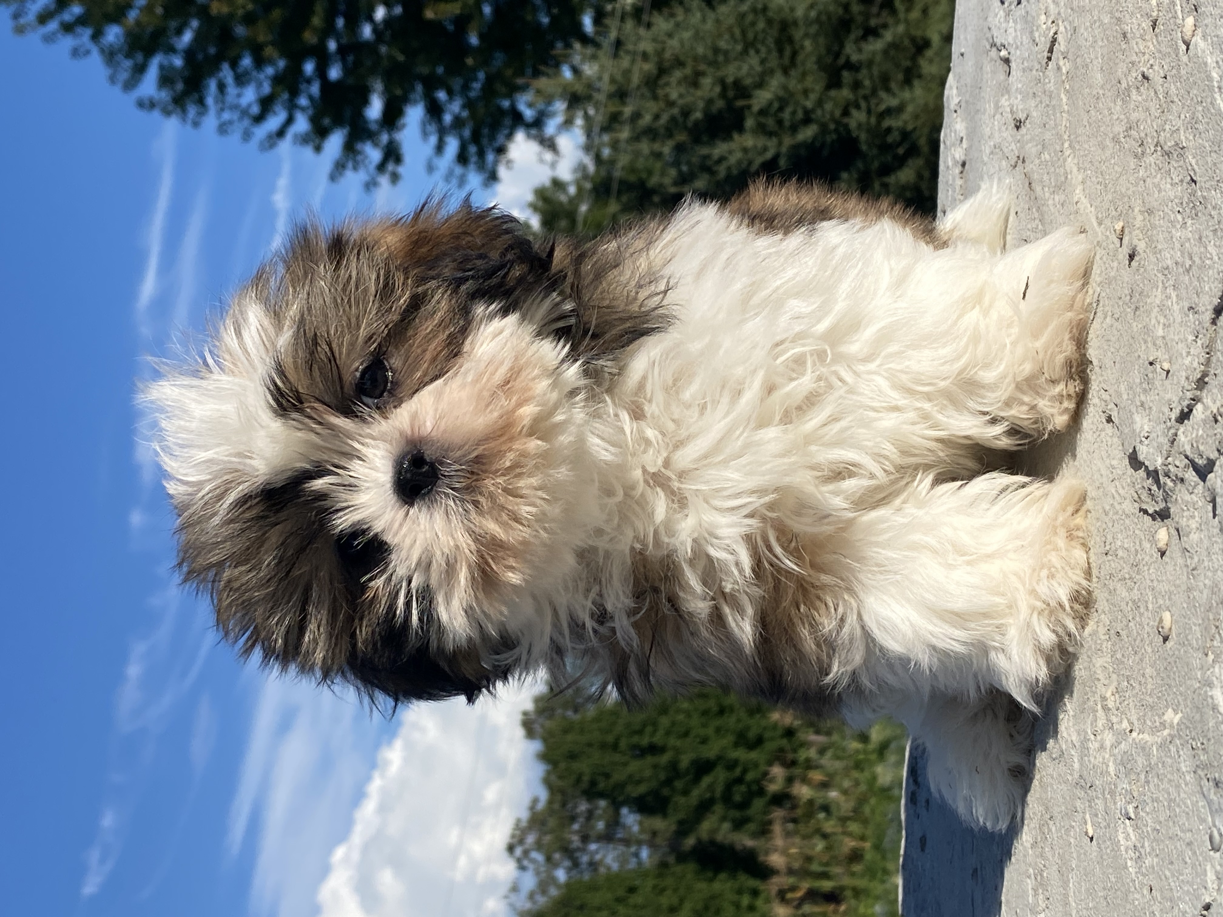 puppy, for, sale, Shih Tzu, Curtis  Martin, dog, breeder, Seneca Falls, NY, dog-breeder, puppy-for-sale, forsale, nearby, find, puppyfind, locator, puppylocator, aca