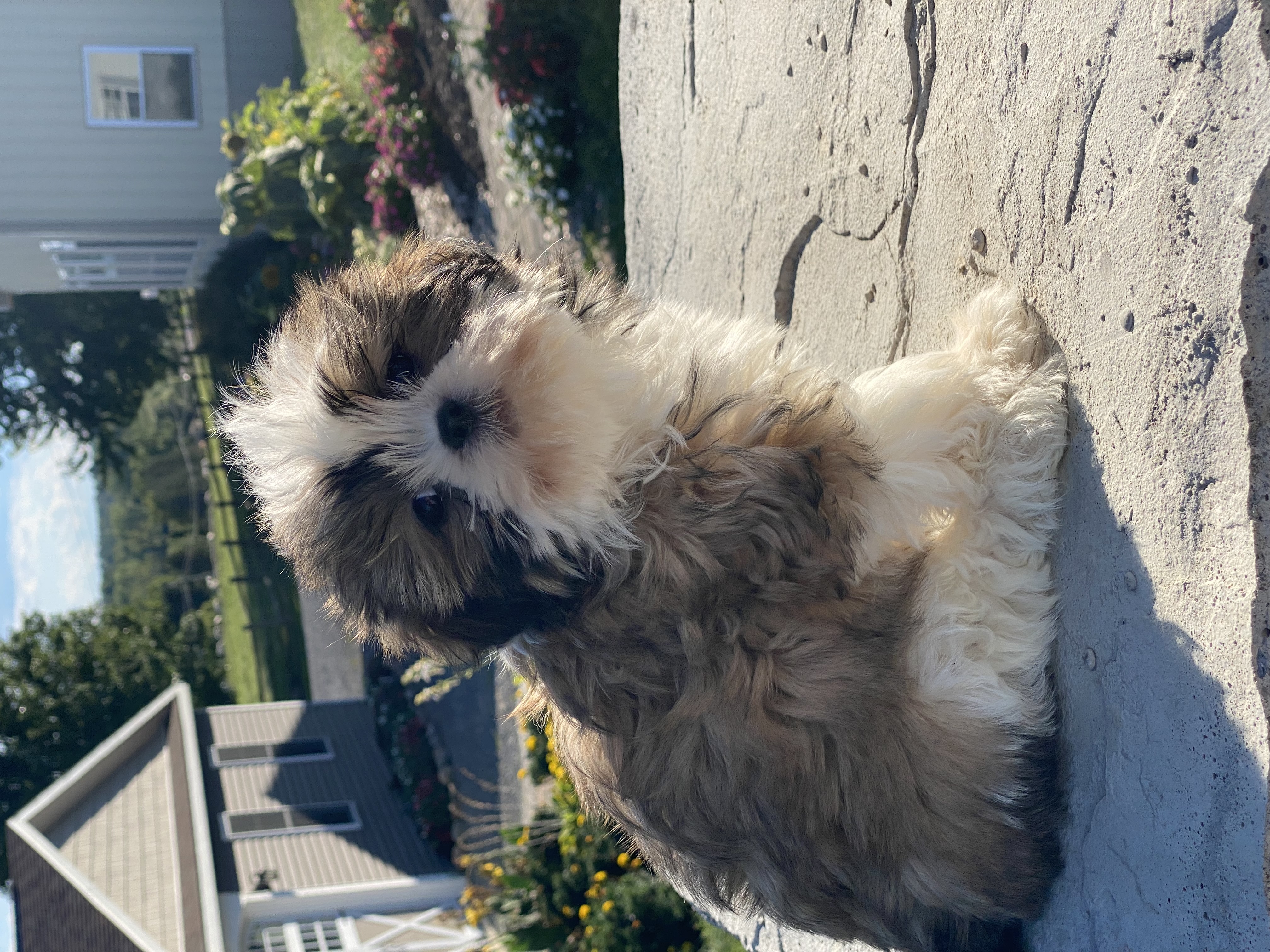 puppy, for, sale, Shih Tzu, Curtis  Martin, dog, breeder, Seneca Falls, NY, dog-breeder, puppy-for-sale, forsale, nearby, find, puppyfind, locator, puppylocator, aca