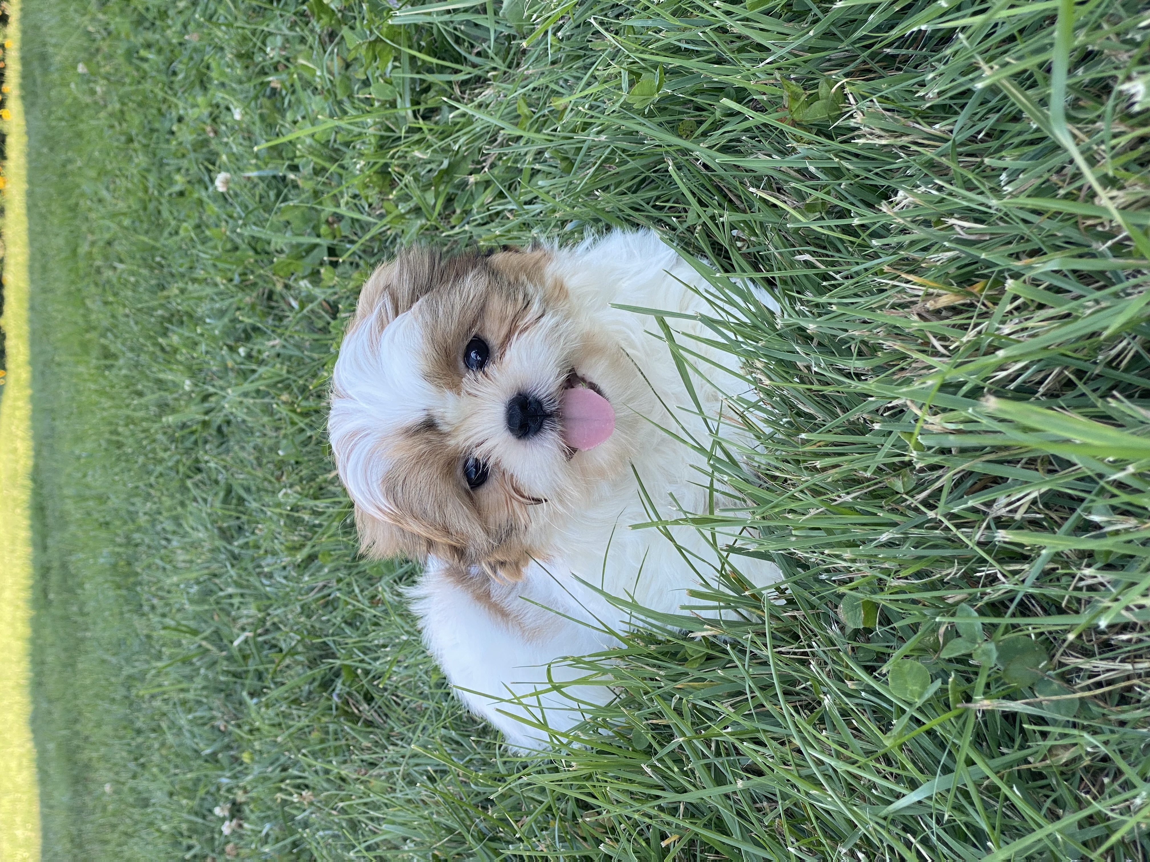 puppy, for, sale, Shih Tzu, Curtis  Martin, dog, breeder, Seneca Falls, NY, dog-breeder, puppy-for-sale, forsale, nearby, find, puppyfind, locator, puppylocator, aca