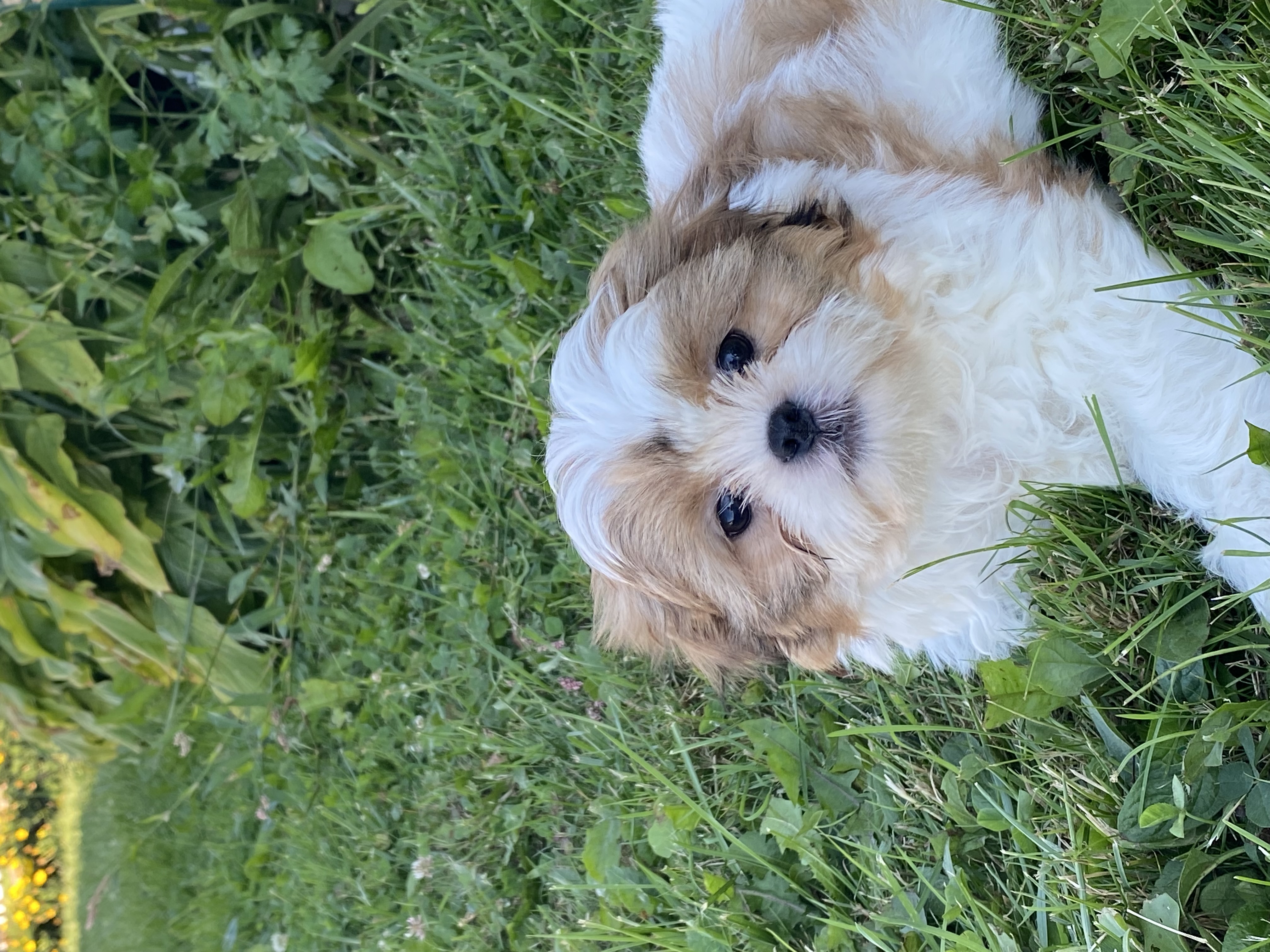 puppy, for, sale, Shih Tzu, Curtis  Martin, dog, breeder, Seneca Falls, NY, dog-breeder, puppy-for-sale, forsale, nearby, find, puppyfind, locator, puppylocator, aca