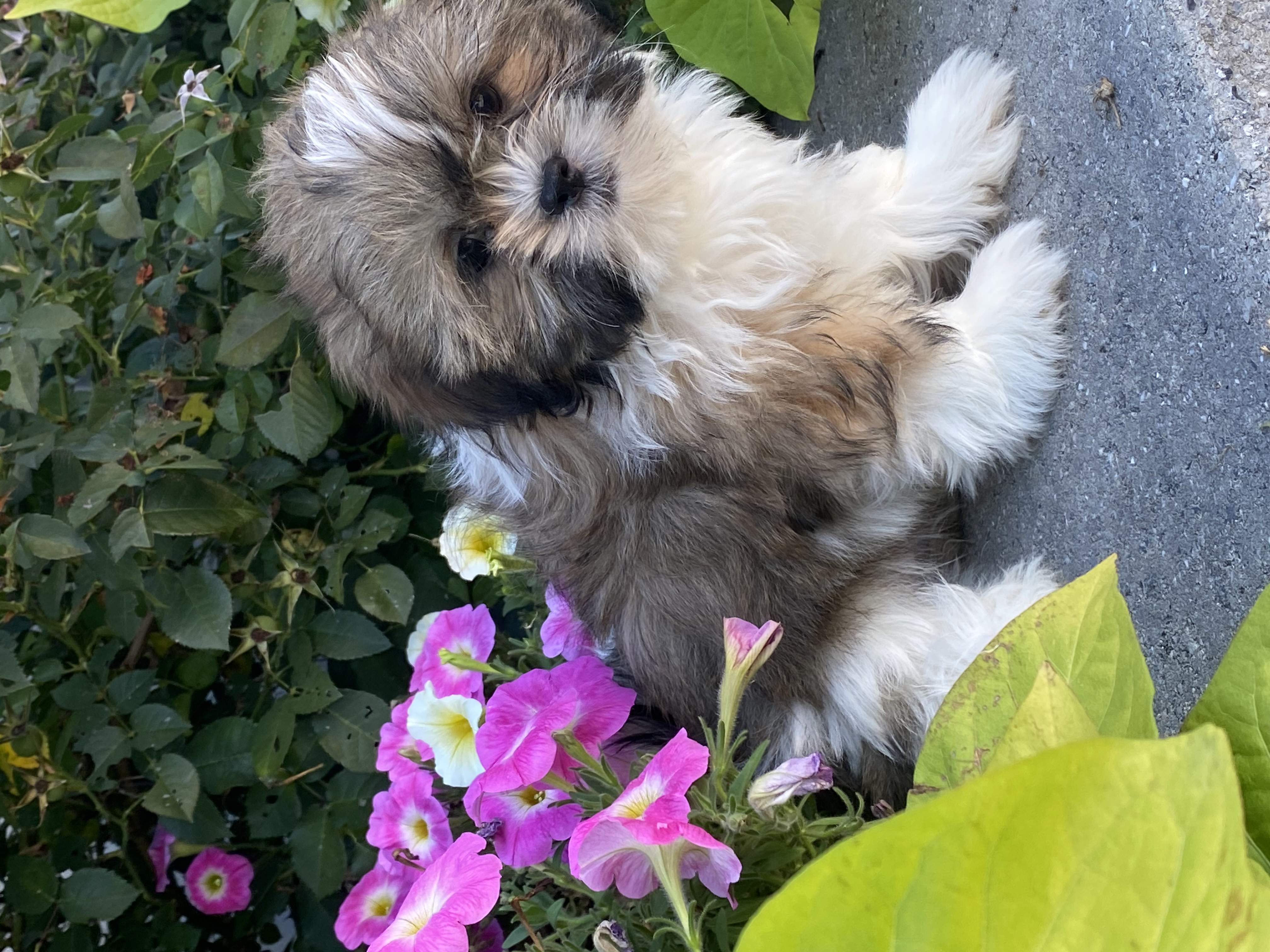 puppy, for, sale, Shih Tzu, Curtis  Martin, dog, breeder, Seneca Falls, NY, dog-breeder, puppy-for-sale, forsale, nearby, find, puppyfind, locator, puppylocator, aca