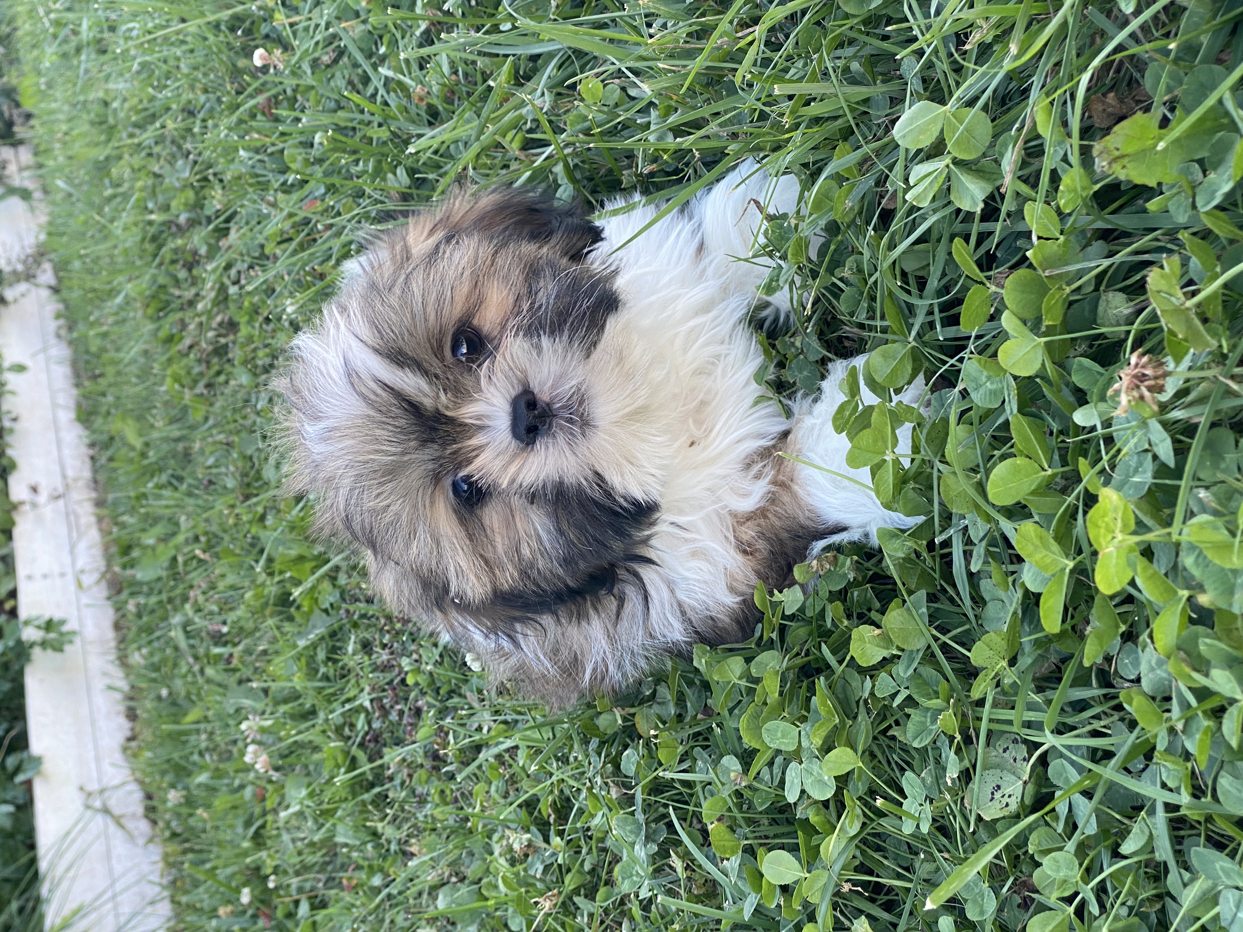 puppy, for, sale, Shih Tzu, Curtis  Martin, dog, breeder, Seneca Falls, NY, dog-breeder, puppy-for-sale, forsale, nearby, find, puppyfind, locator, puppylocator, aca