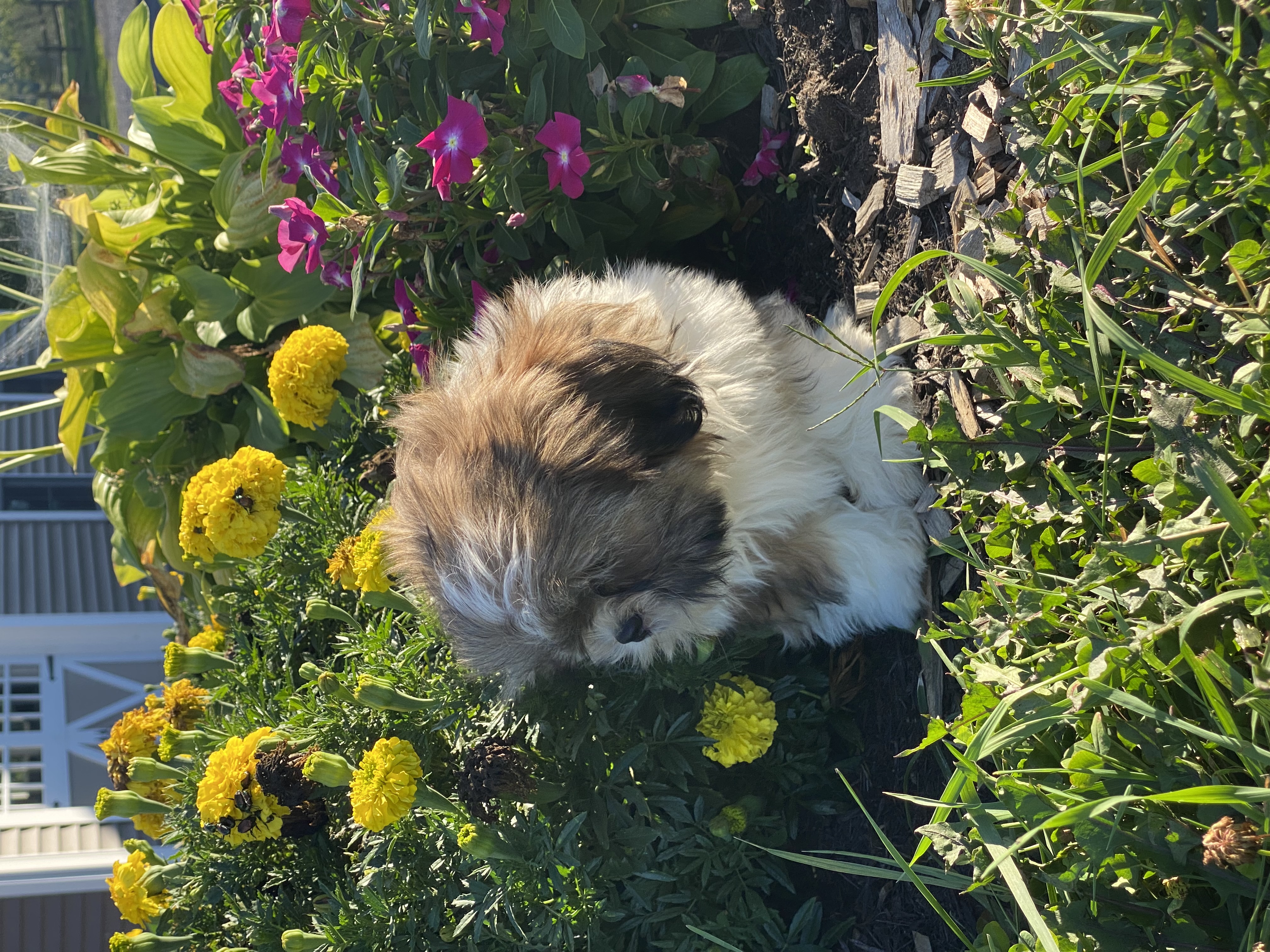 puppy, for, sale, Shih Tzu, Curtis  Martin, dog, breeder, Seneca Falls, NY, dog-breeder, puppy-for-sale, forsale, nearby, find, puppyfind, locator, puppylocator, aca