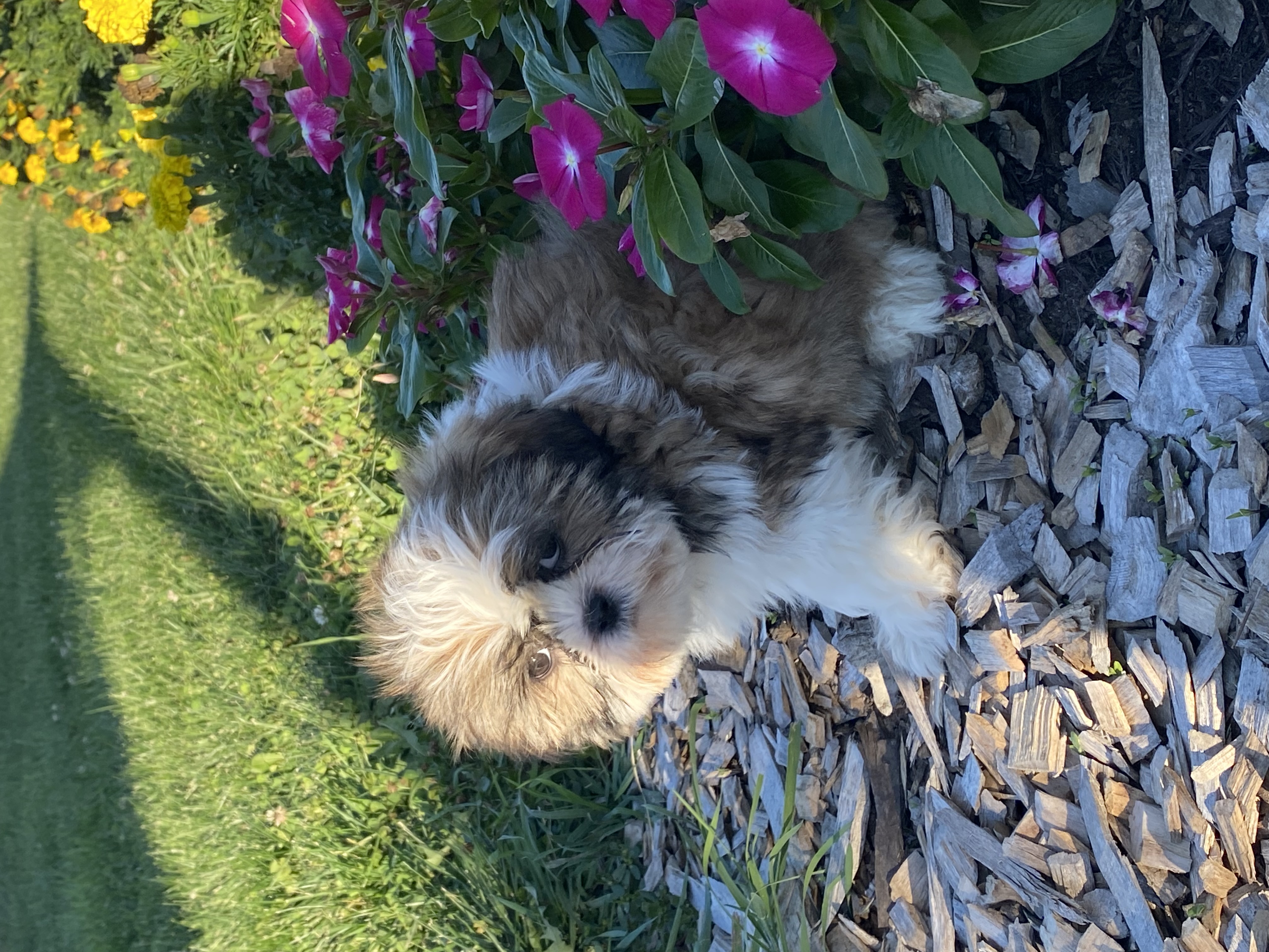 puppy, for, sale, Shih Tzu, Curtis  Martin, dog, breeder, Seneca Falls, NY, dog-breeder, puppy-for-sale, forsale, nearby, find, puppyfind, locator, puppylocator, aca