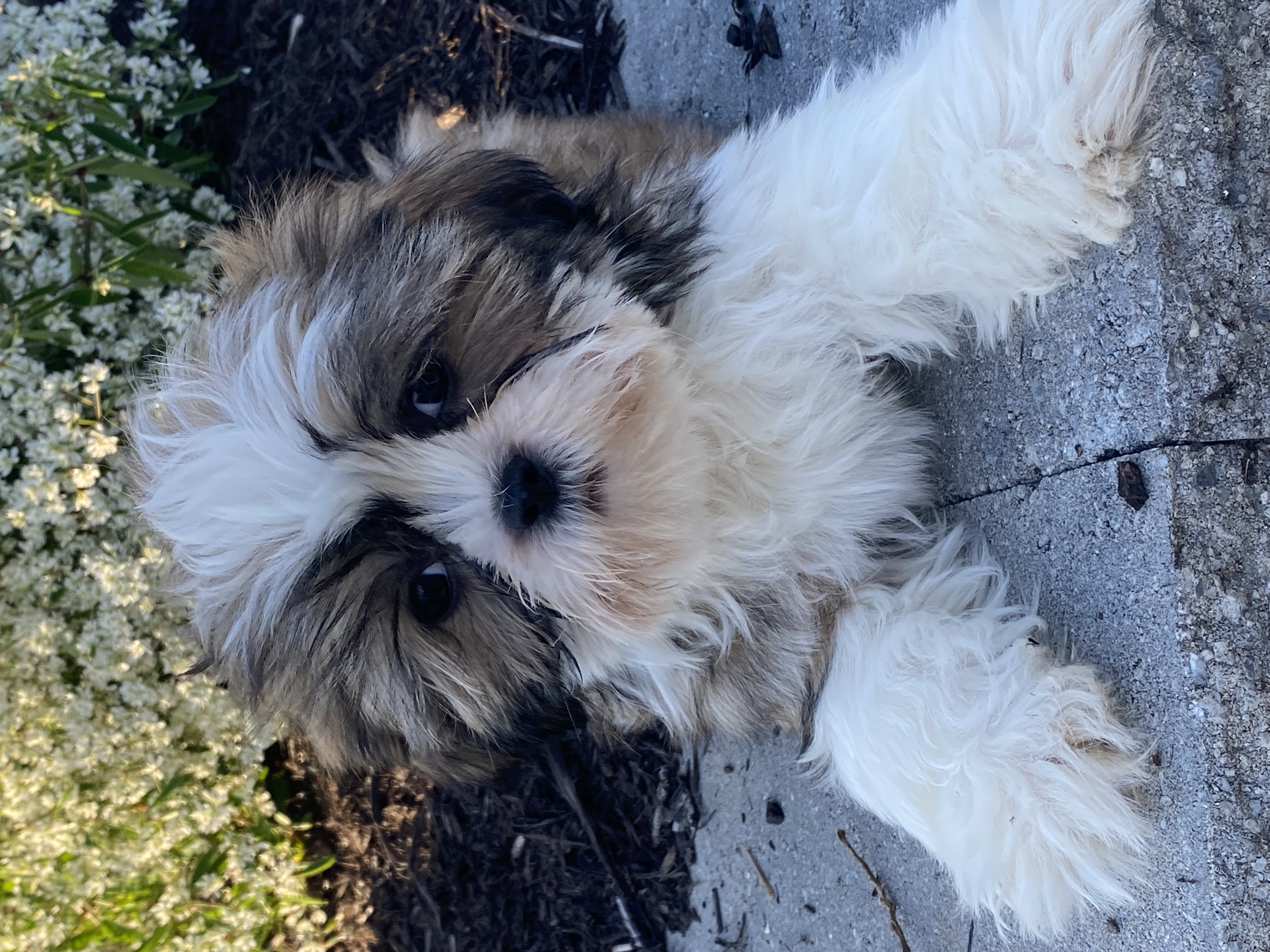 puppy, for, sale, Shih Tzu, Curtis  Martin, dog, breeder, Seneca Falls, NY, dog-breeder, puppy-for-sale, forsale, nearby, find, puppyfind, locator, puppylocator, aca