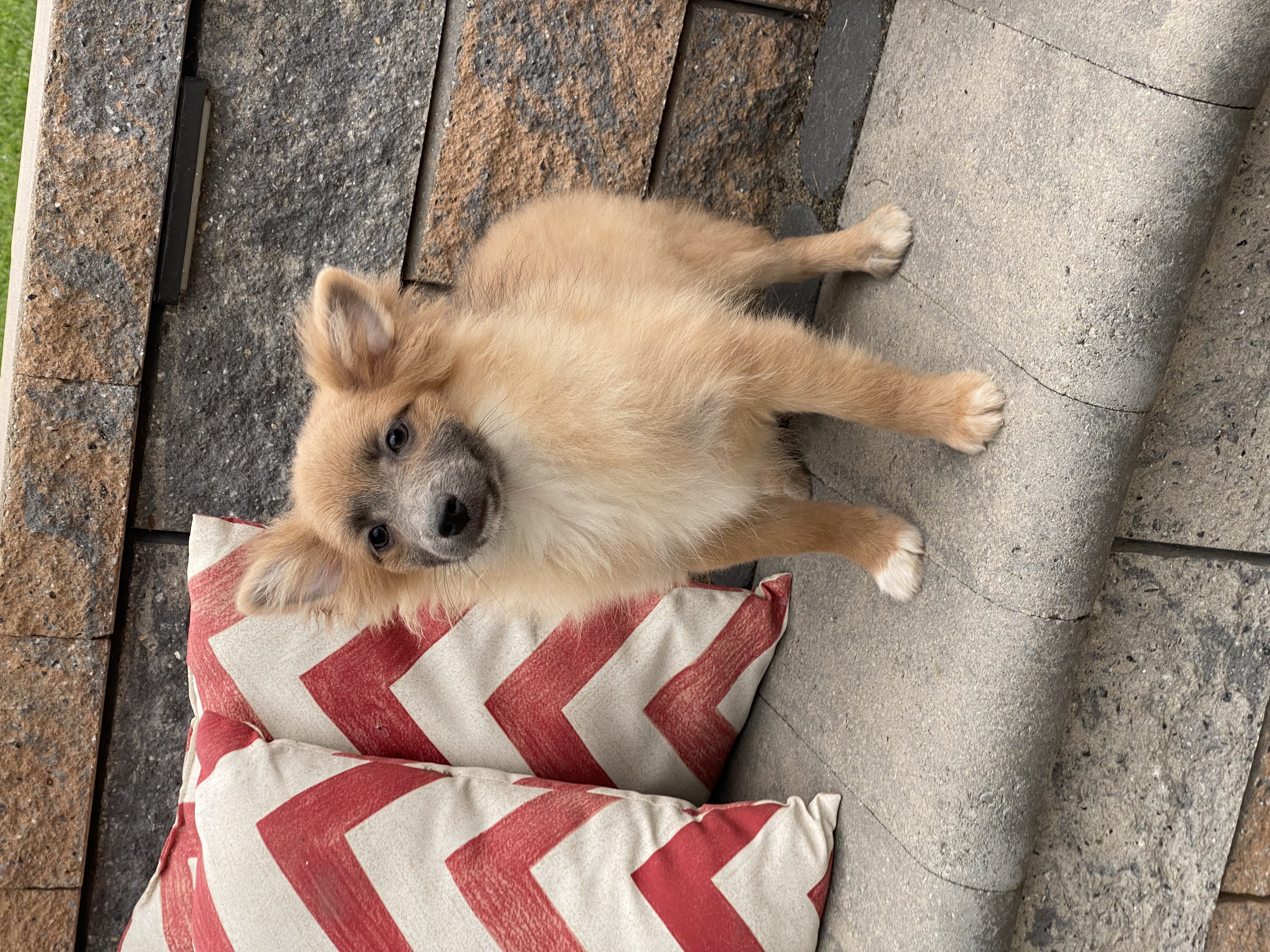 puppy, for, sale, Pomeranian, Curtis  Martin, dog, breeder, Seneca Falls, NY, dog-breeder, puppy-for-sale, forsale, nearby, find, puppyfind, locator, puppylocator, aca