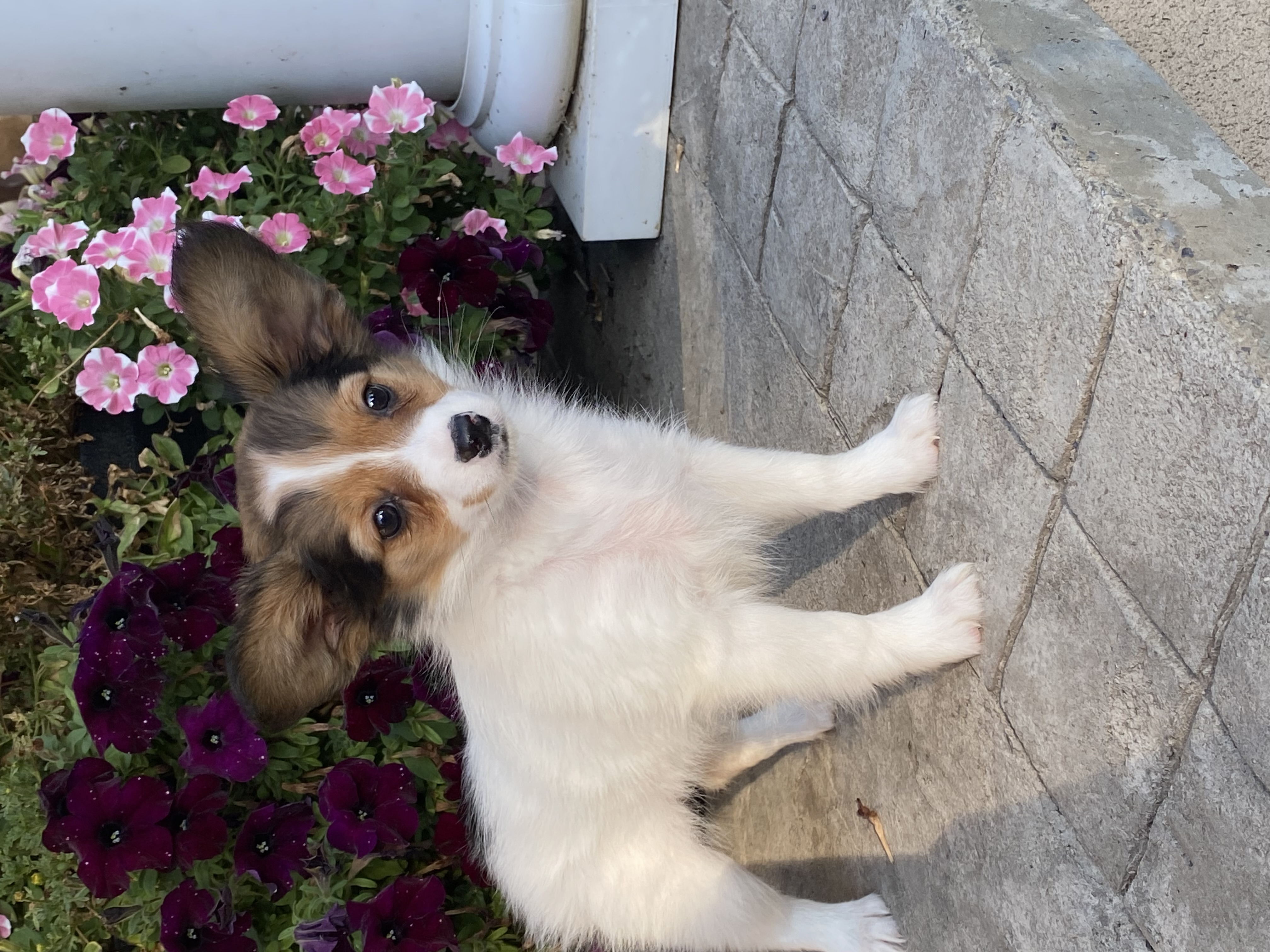 puppy, for, sale, Papillon, Curtis  Martin, dog, breeder, Seneca Falls, NY, dog-breeder, puppy-for-sale, forsale, nearby, find, puppyfind, locator, puppylocator, aca